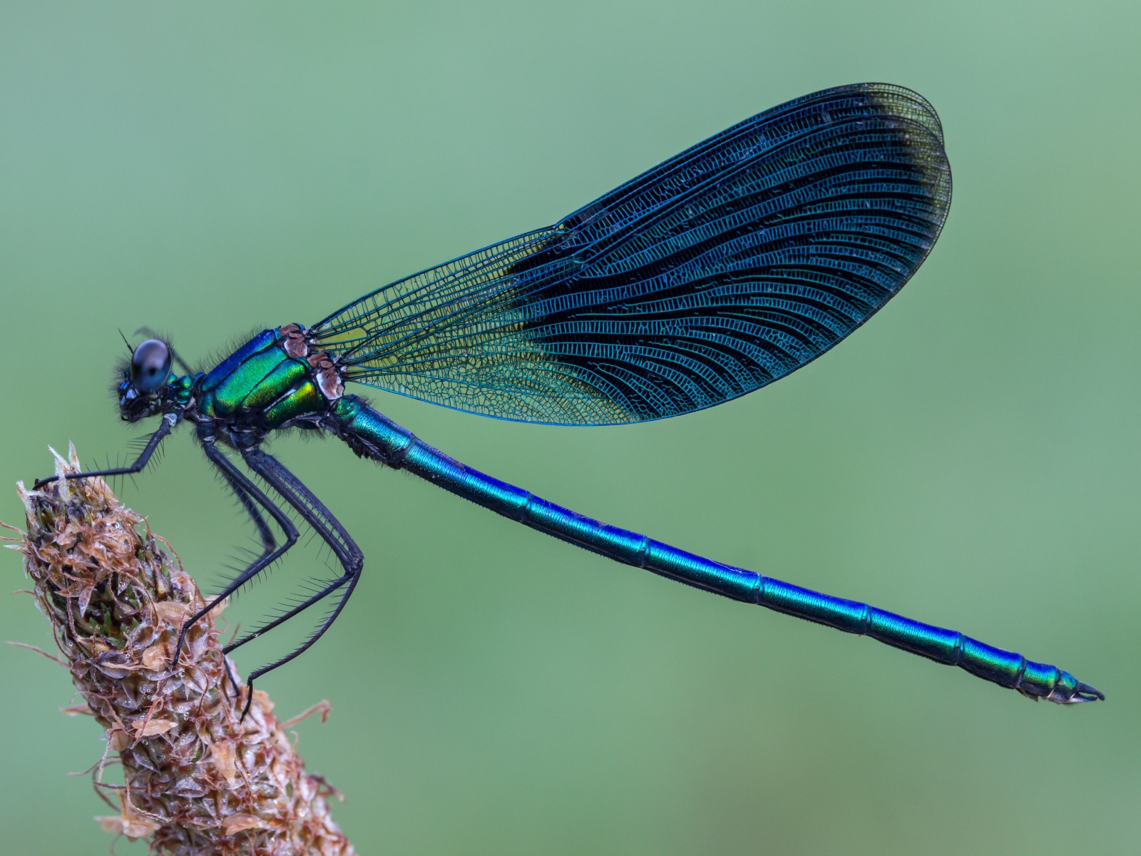 Большая синяя стрекоза сидит на колоске 