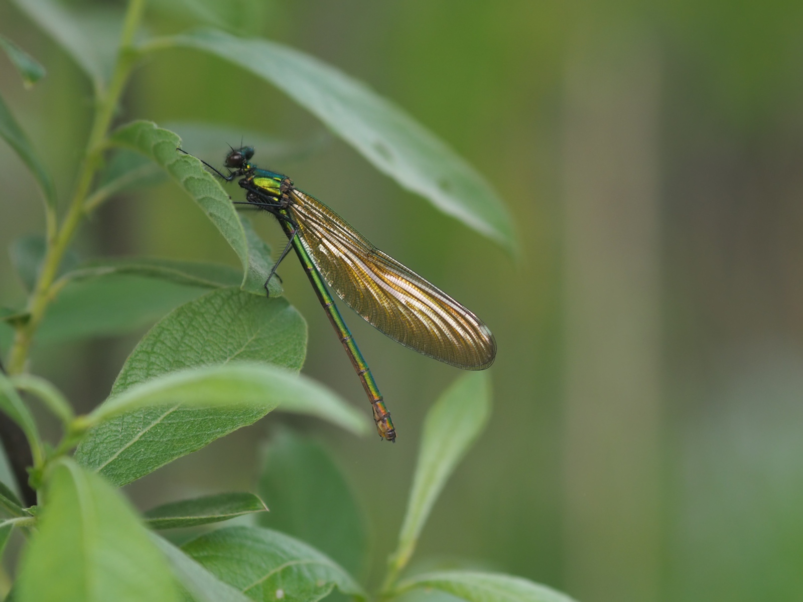 Большая стрекоза сидит на зеленом листе 