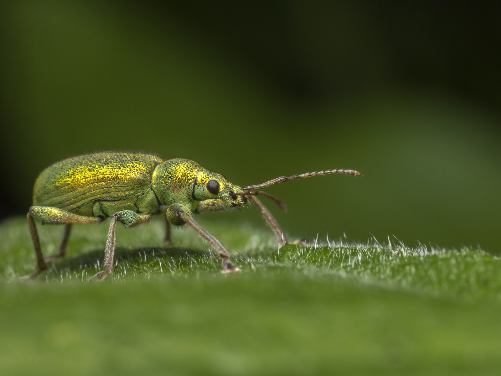 Большой зеленый жук сидит на зеленом листке 