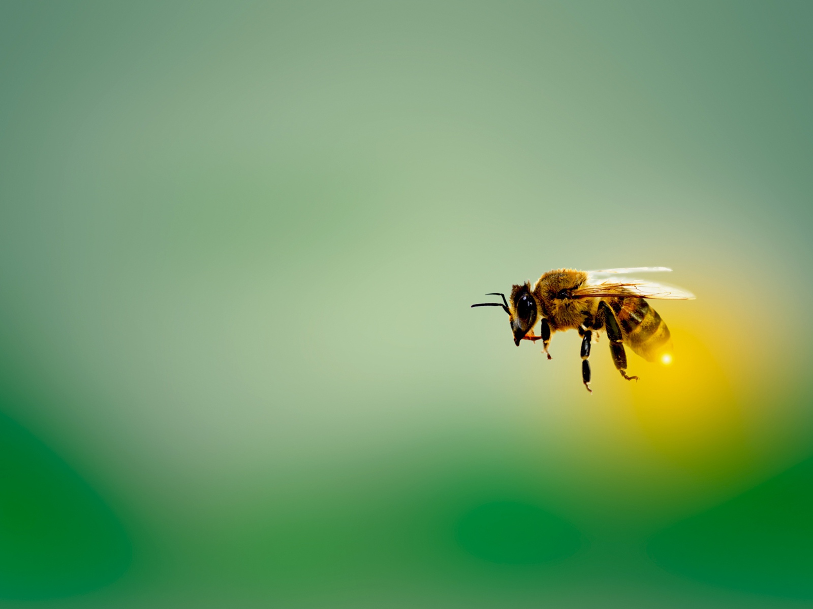 Пчела в летит на зеленом фоне 