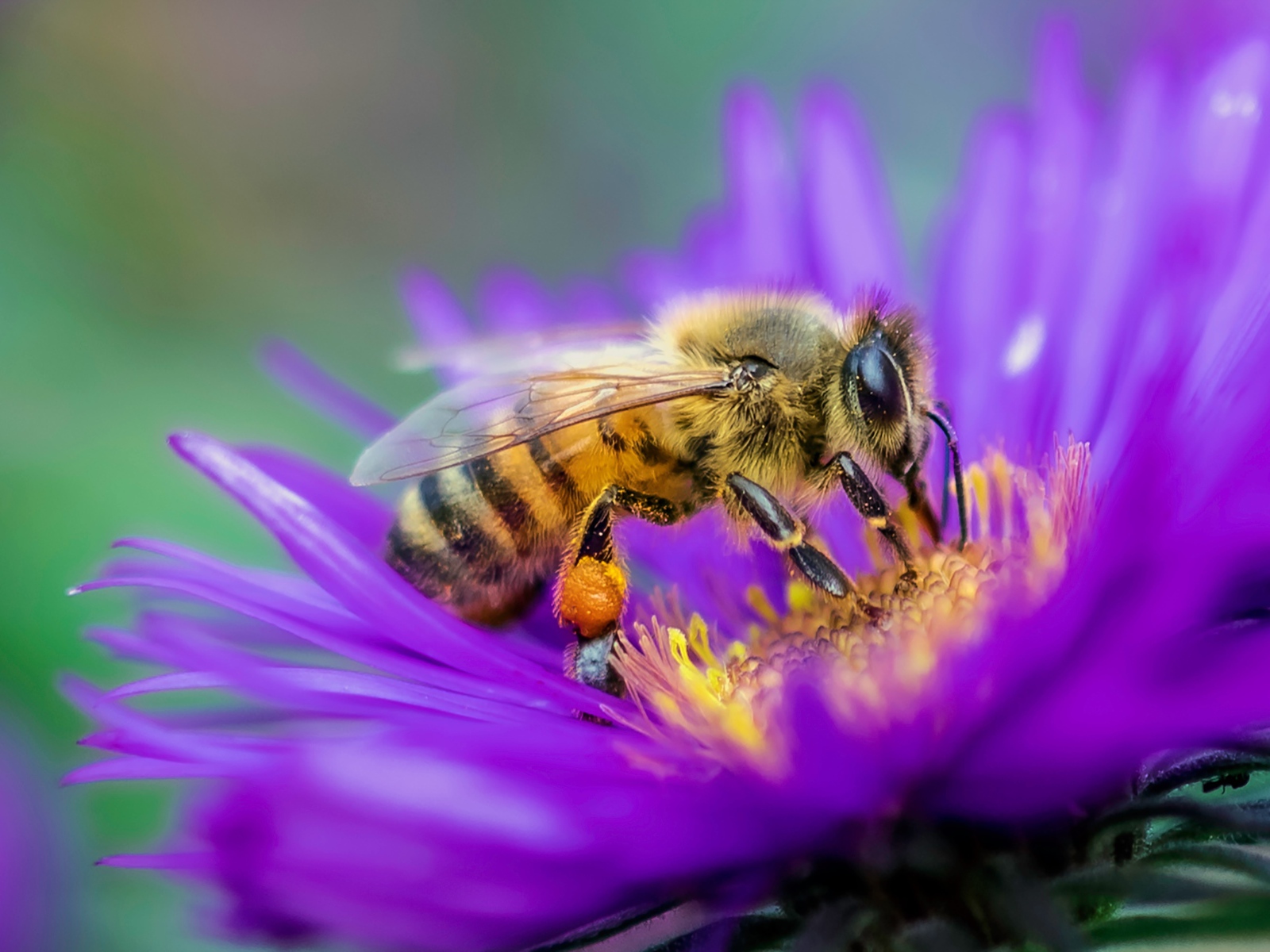 Пчела сидит на цветке астры крупным планом