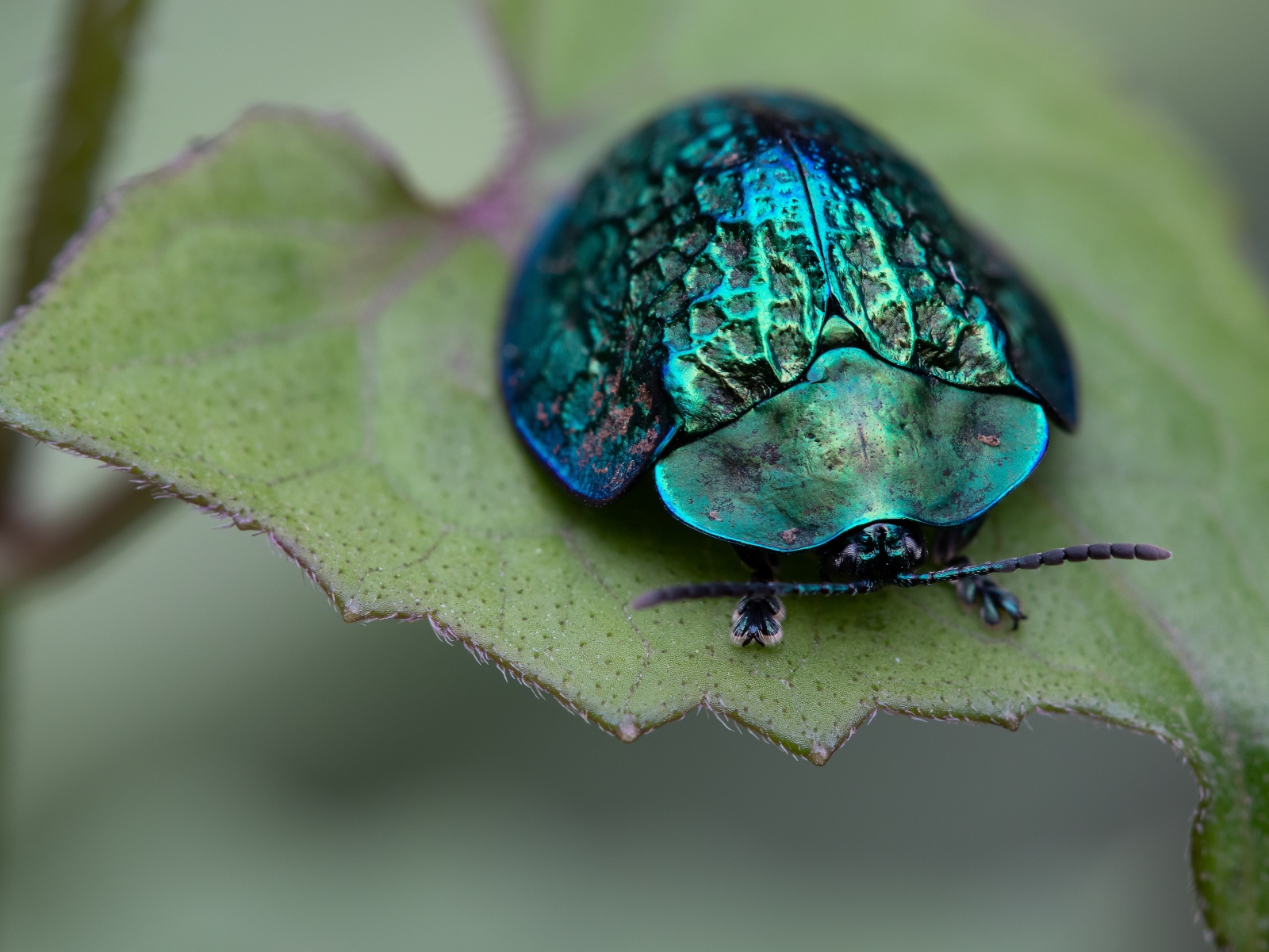 Большой зеленый жук сидит на листе