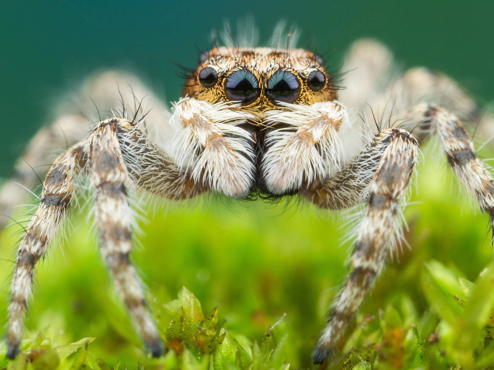 Большой паук крупным планом