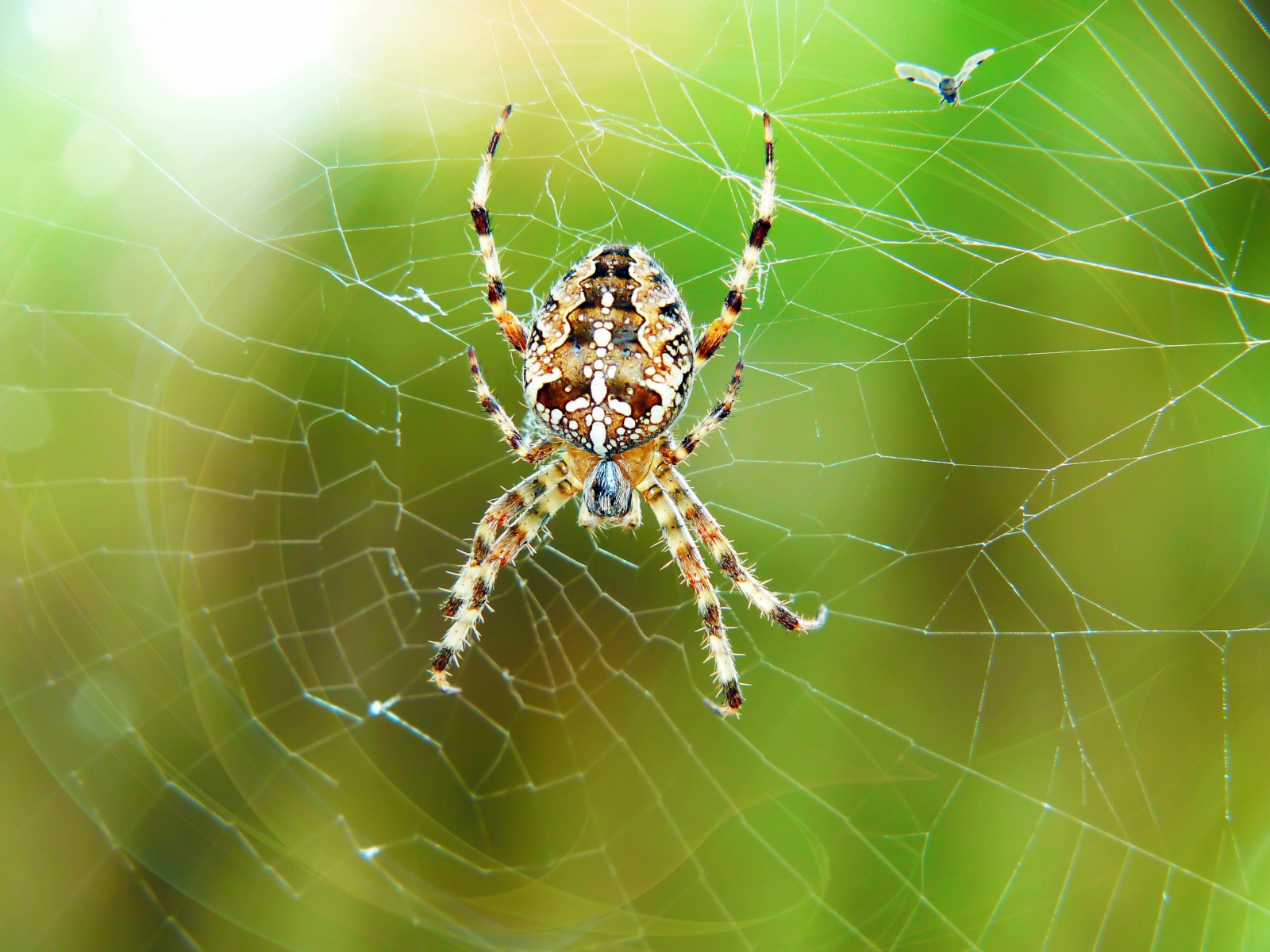 Большой паук висит на паутине