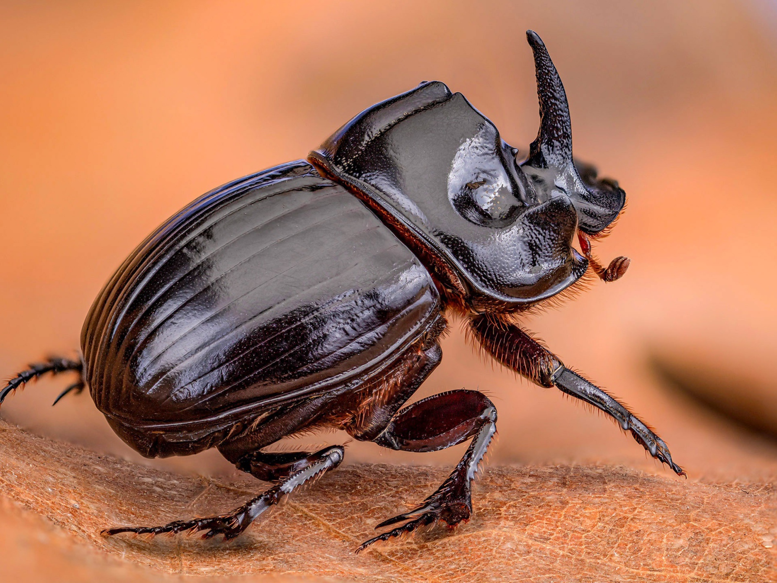 Черный жук дупляк сидит на листе