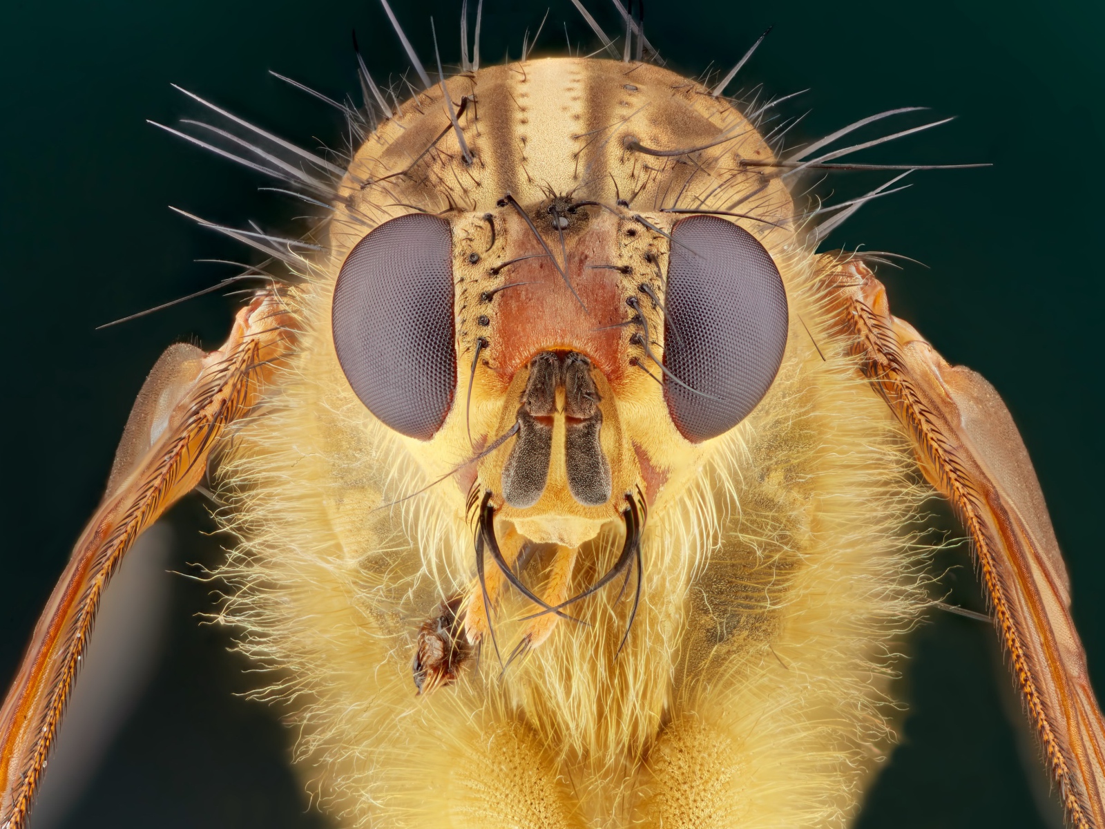 Голова мухи макросъемка 