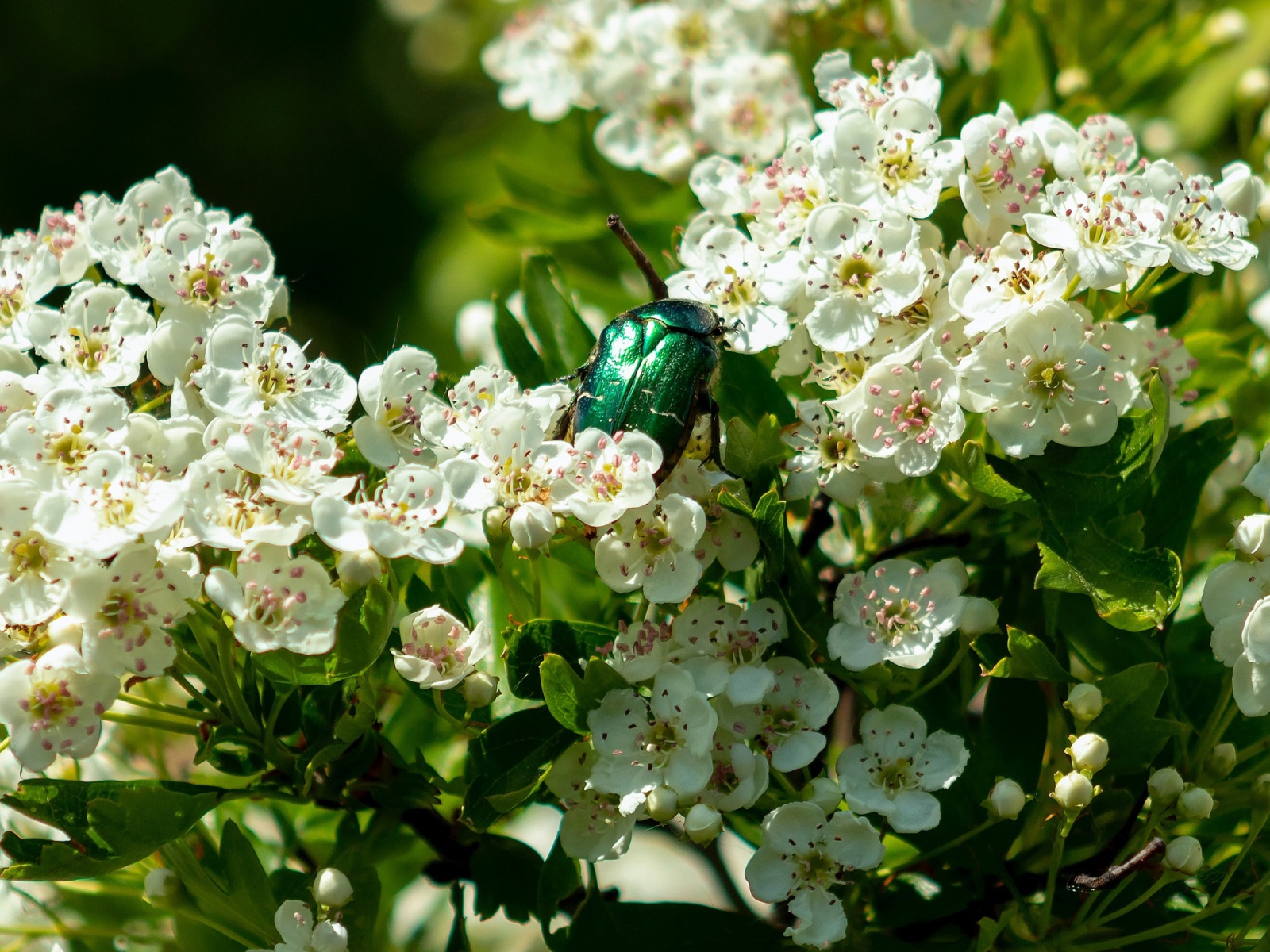 Зеленый жук бронзовка в белых цветах груши весной
