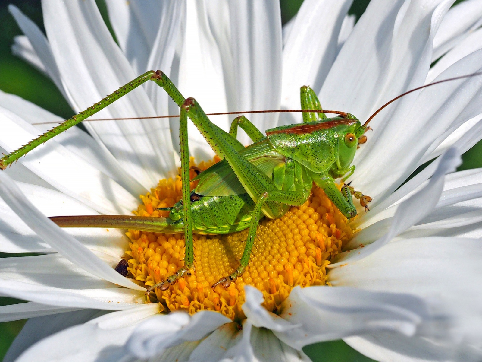 Зеленый кузнечик сидит на белом цветке 
