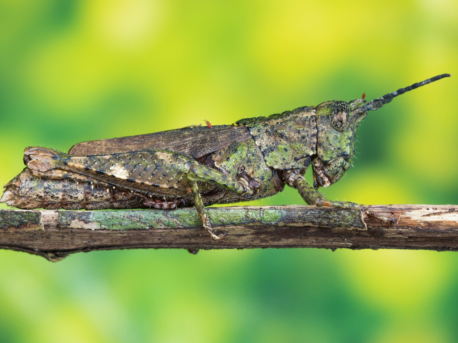 Большая саранча сидит на ветке 
