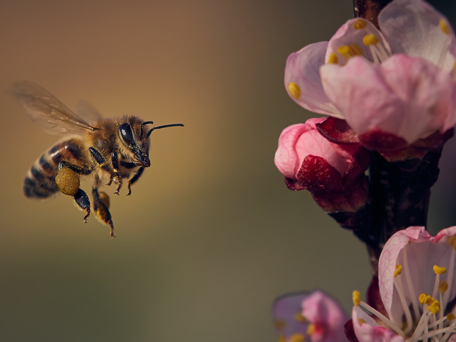 Маленькая пчела летит на розовый цветок 