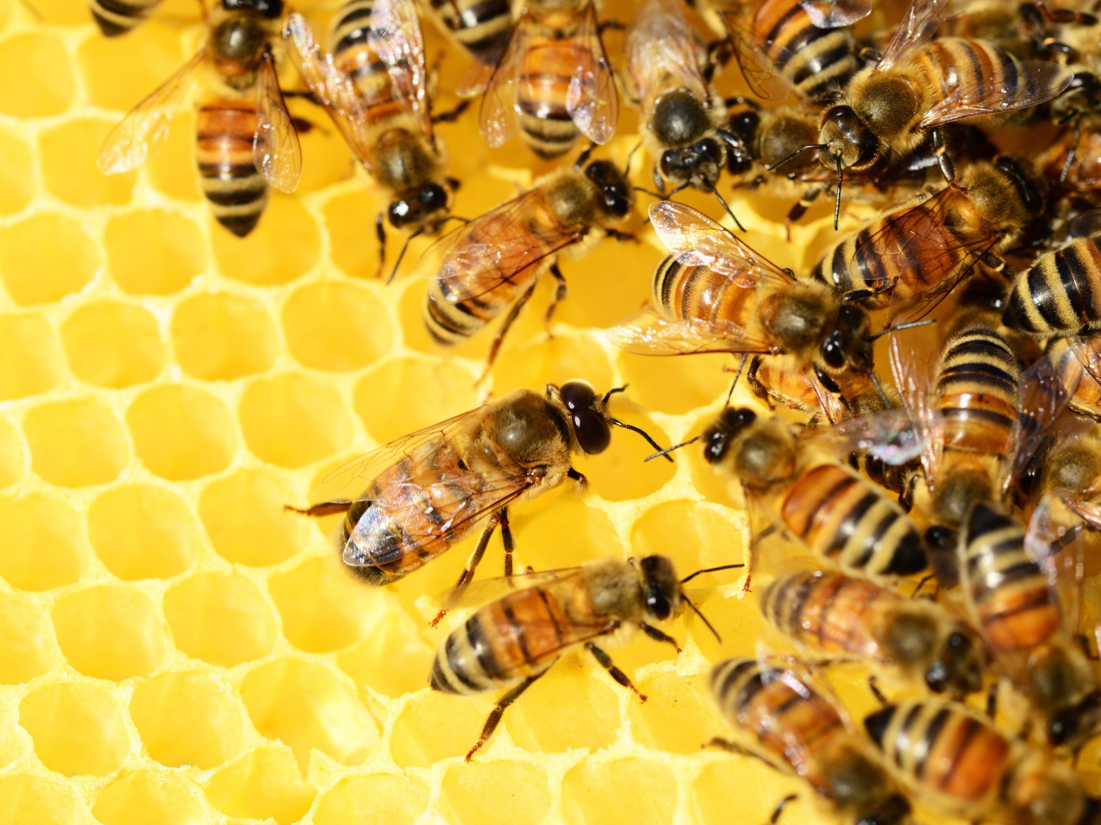 Маленькие пчелы на медовых сотах 