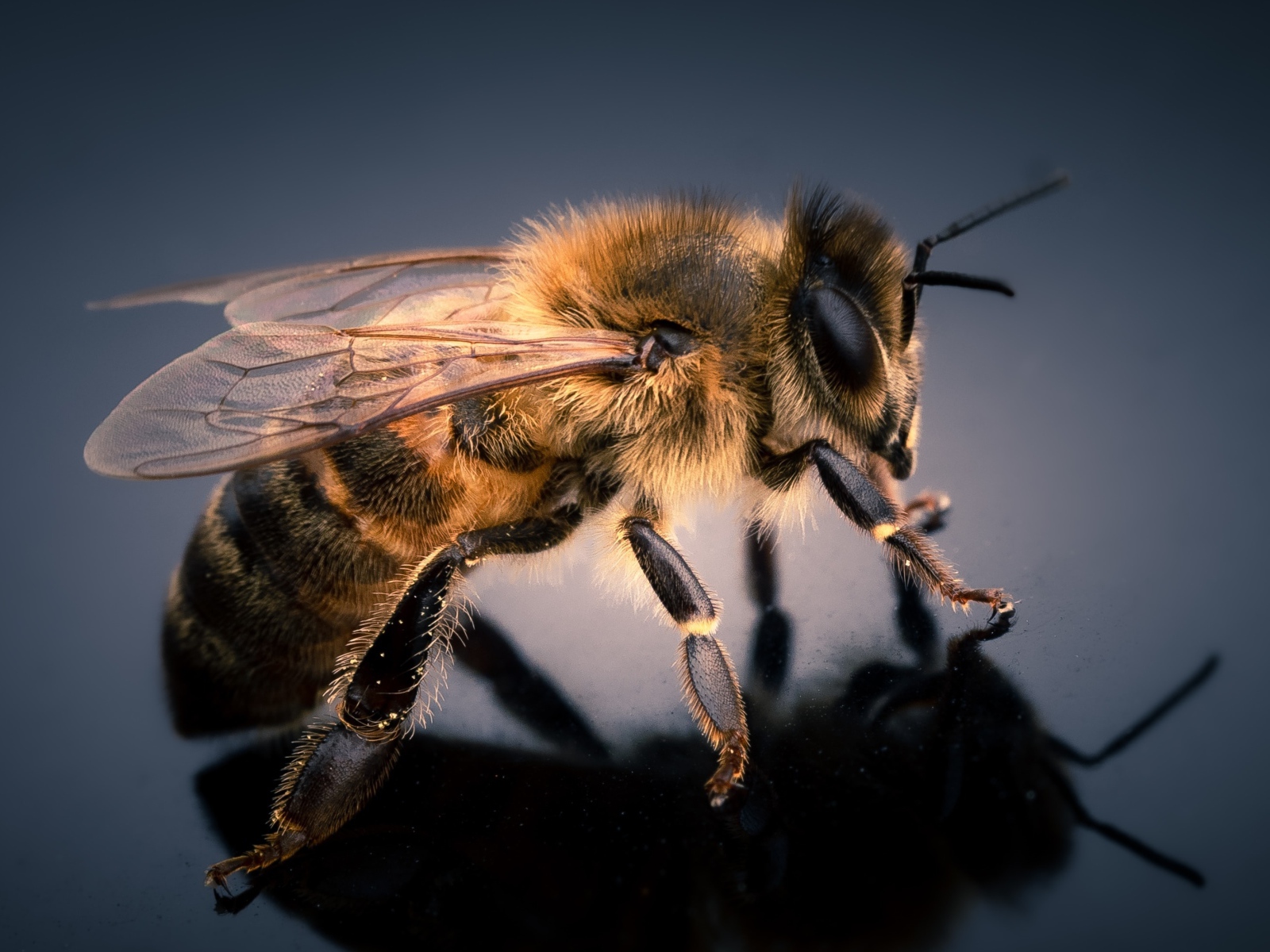 Маленькая пчела на сером фоне крупным планом