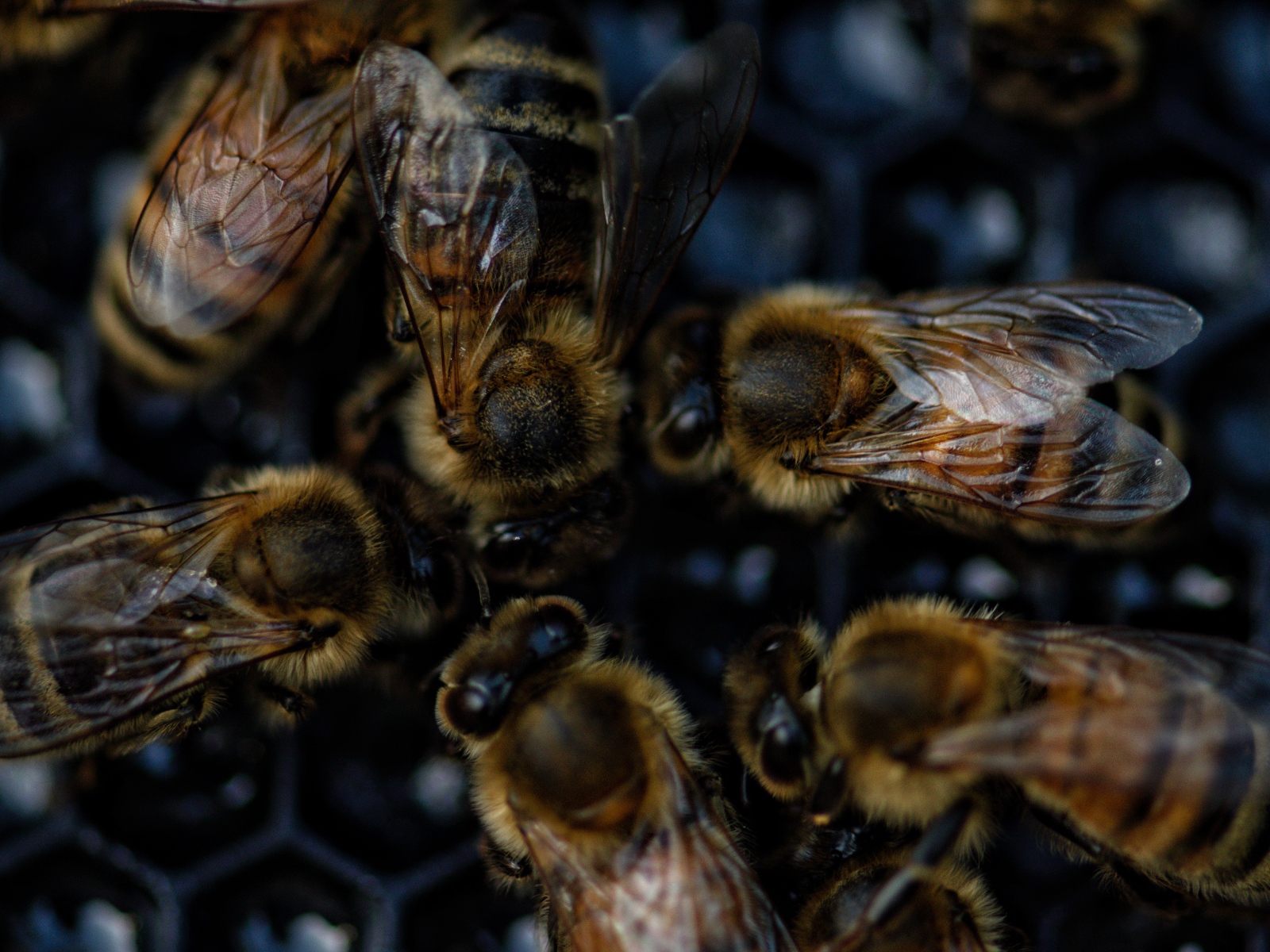 Маленькие пчелы на сотах крупным планом