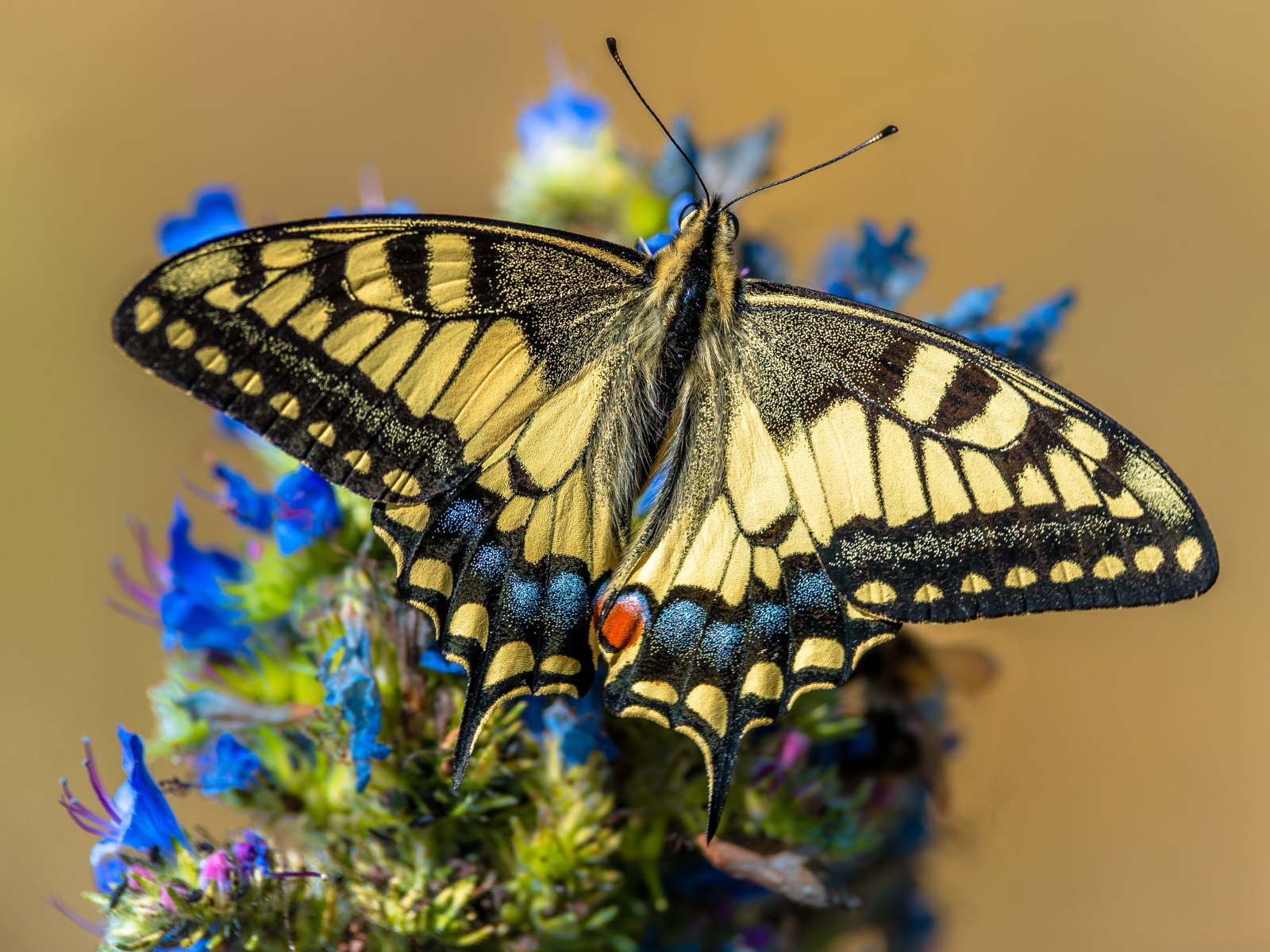 Бабочка махаон сидит на синем цветке 