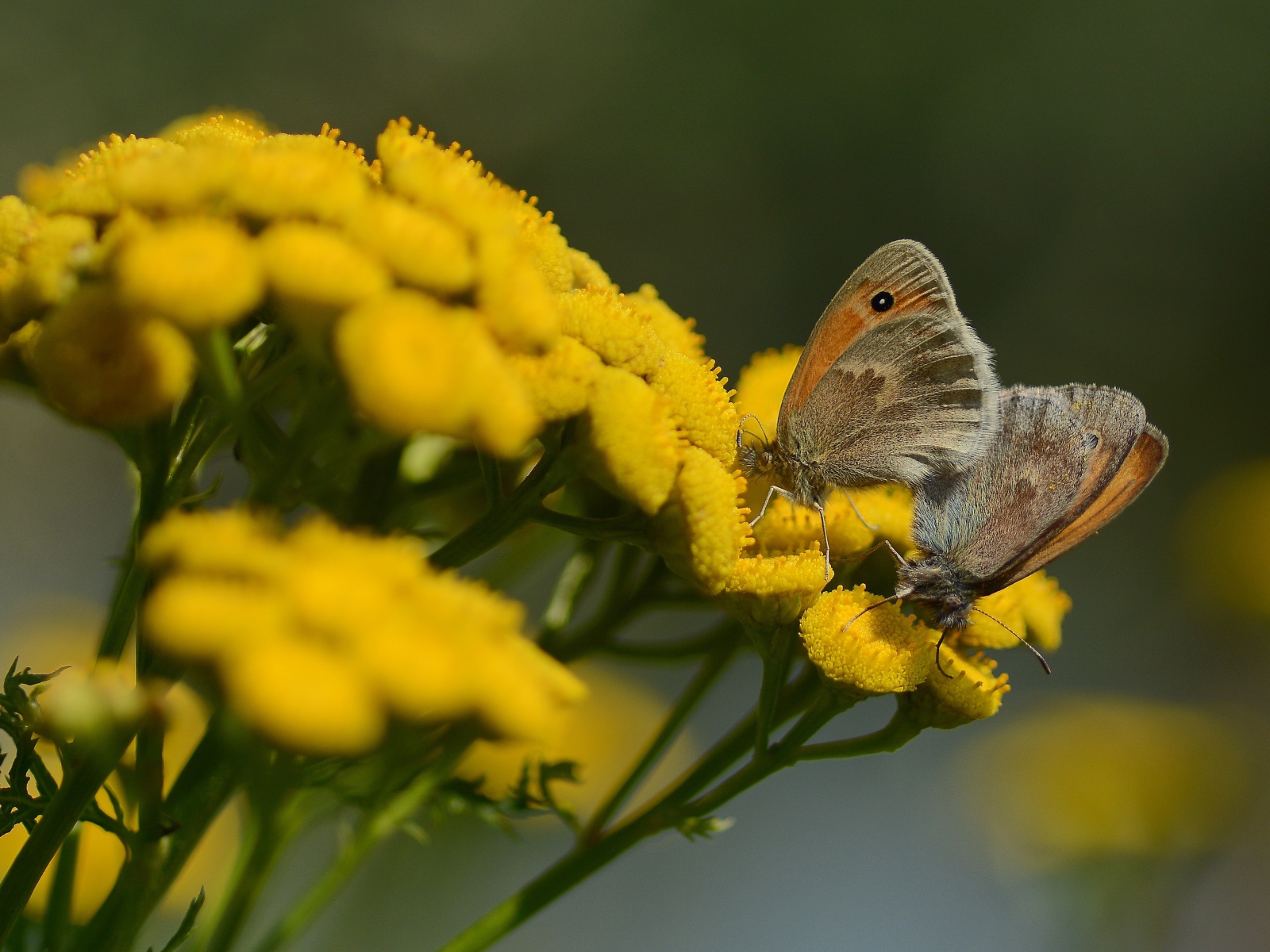 Две бабочки на желтых цветах пижмы