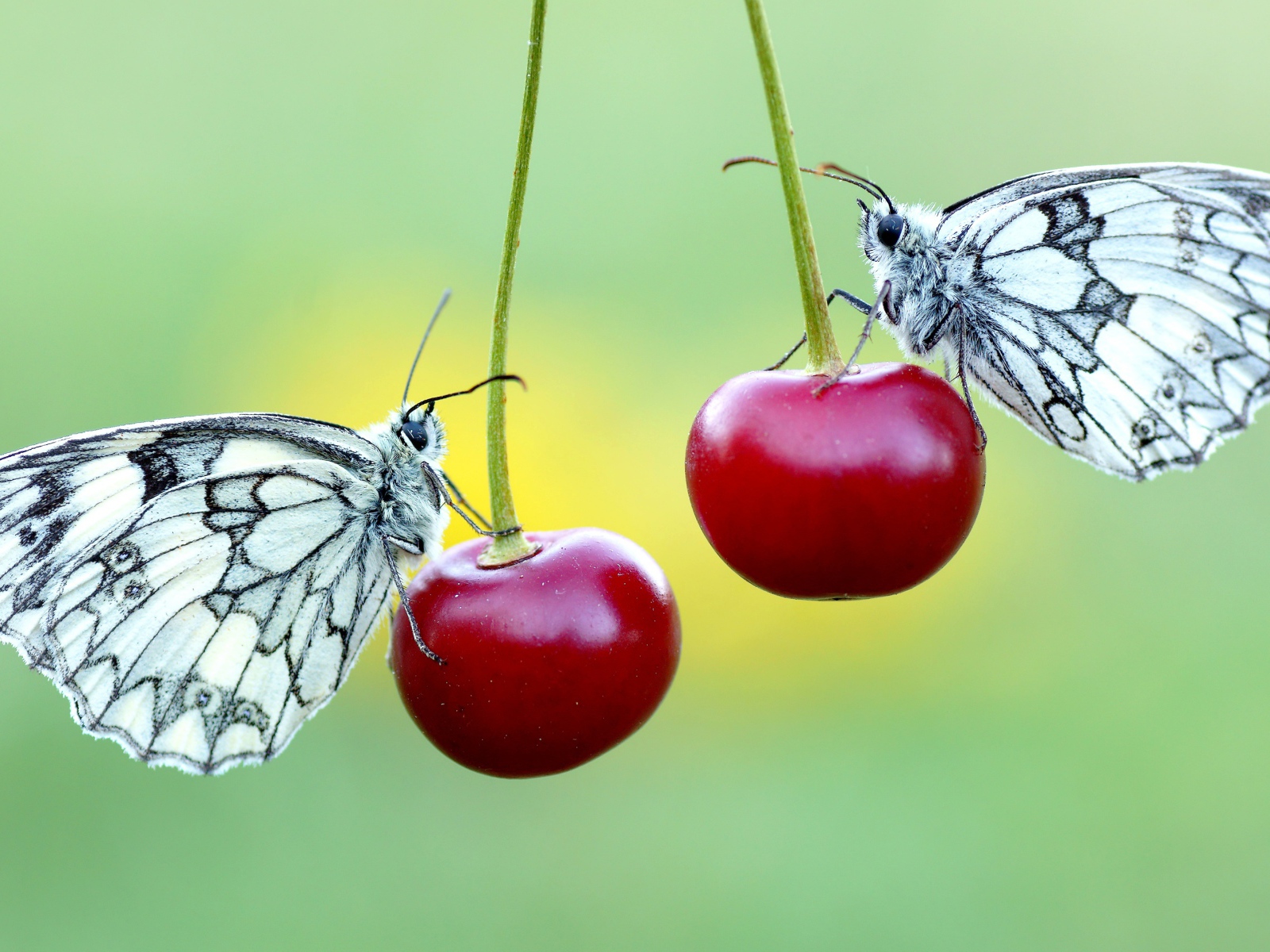 Две бабочки сидят на красных вишнях