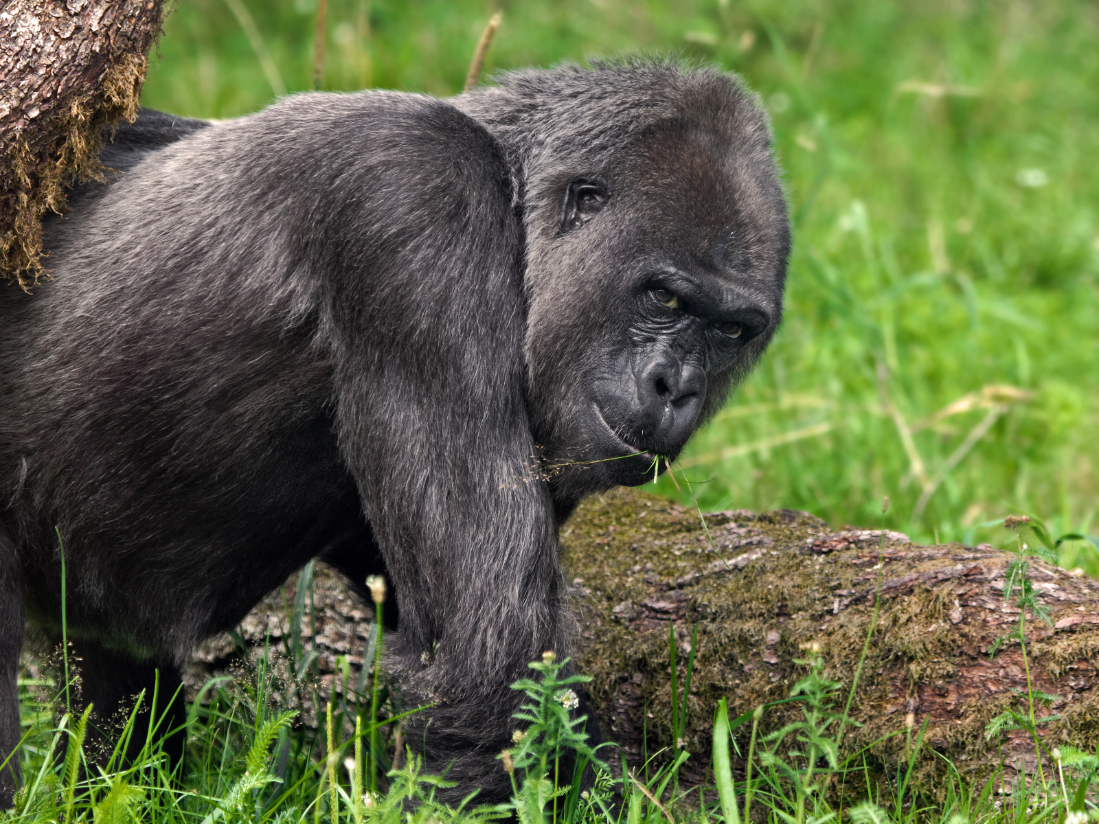 Большая черная горилла идет по траве