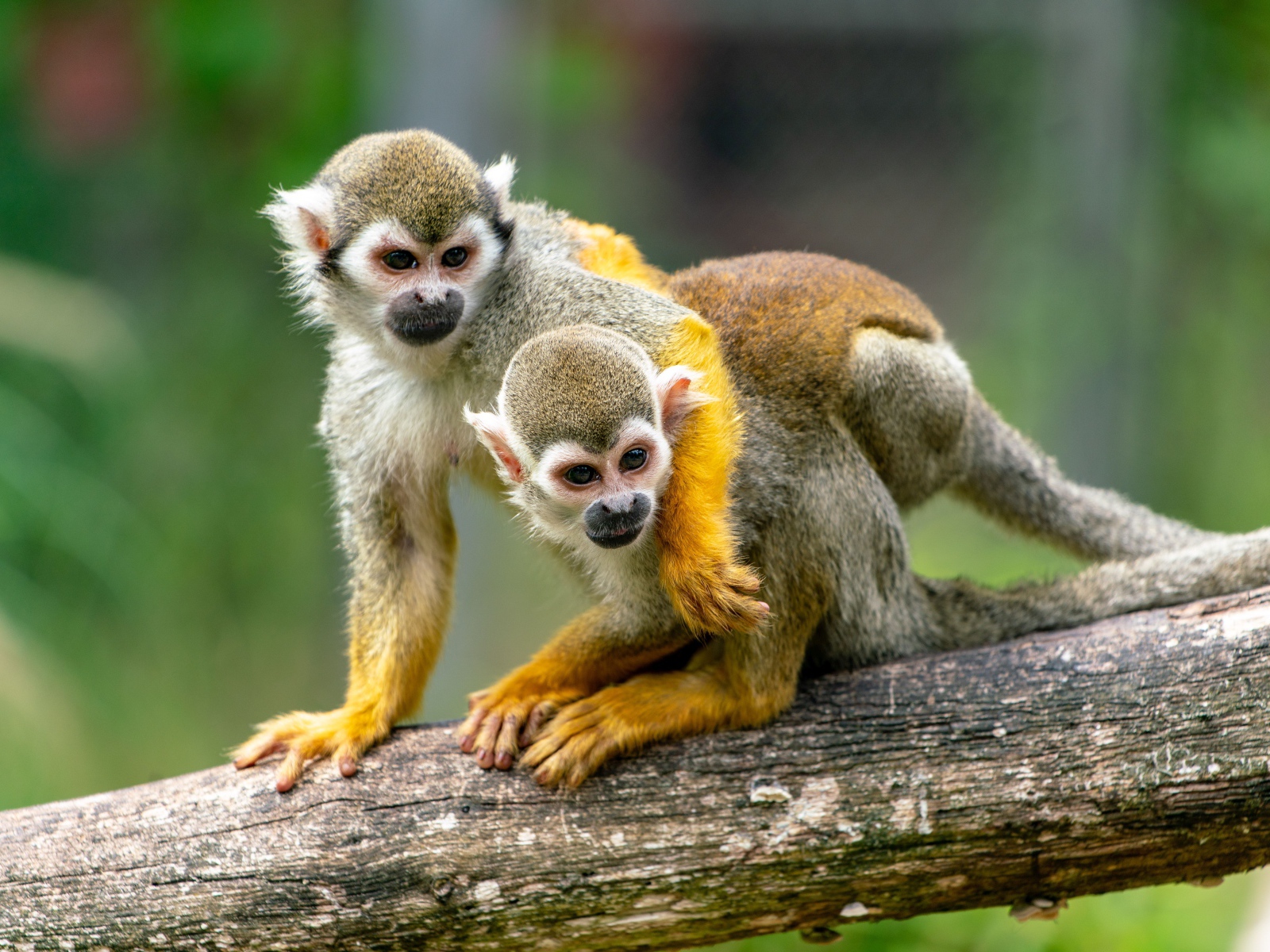 Две обезьяны саймири сидят на ветке