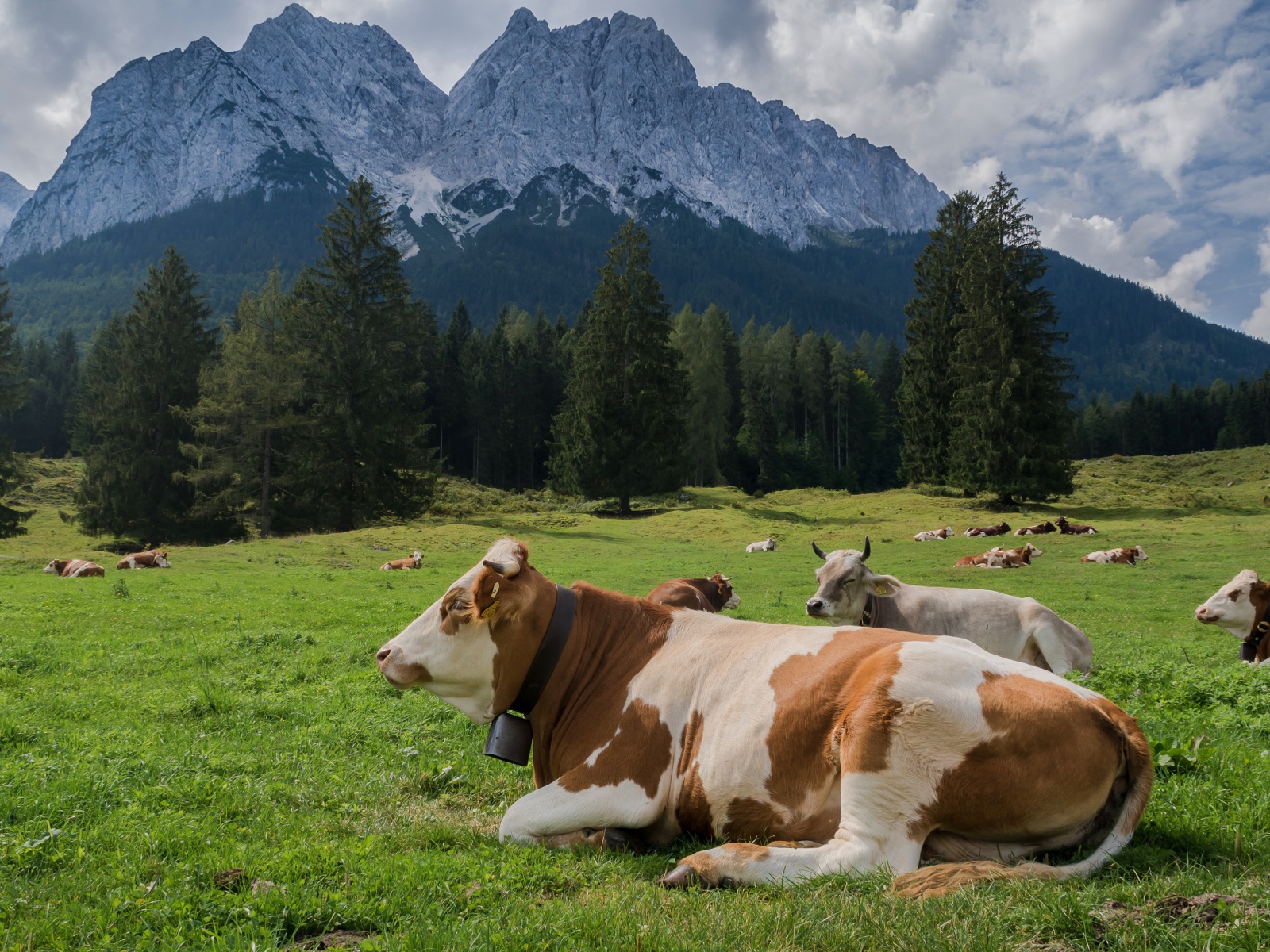 Коровы пасутся на альпийском луге на фоне гор 