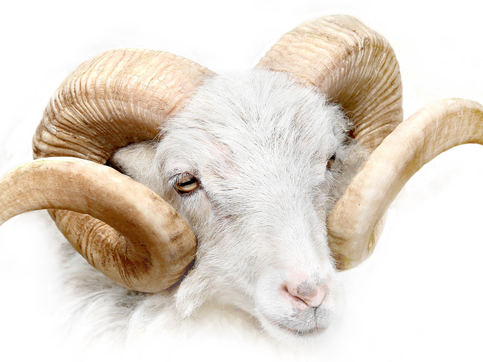 Ram with big horns on a white background