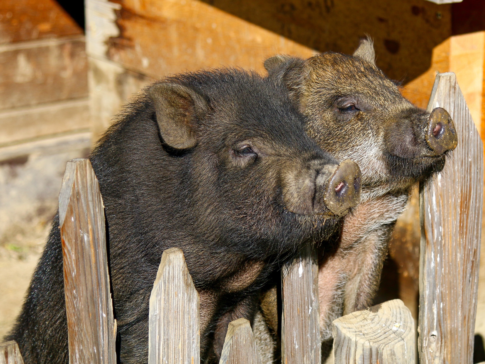 Два домашних поросенка в загородке