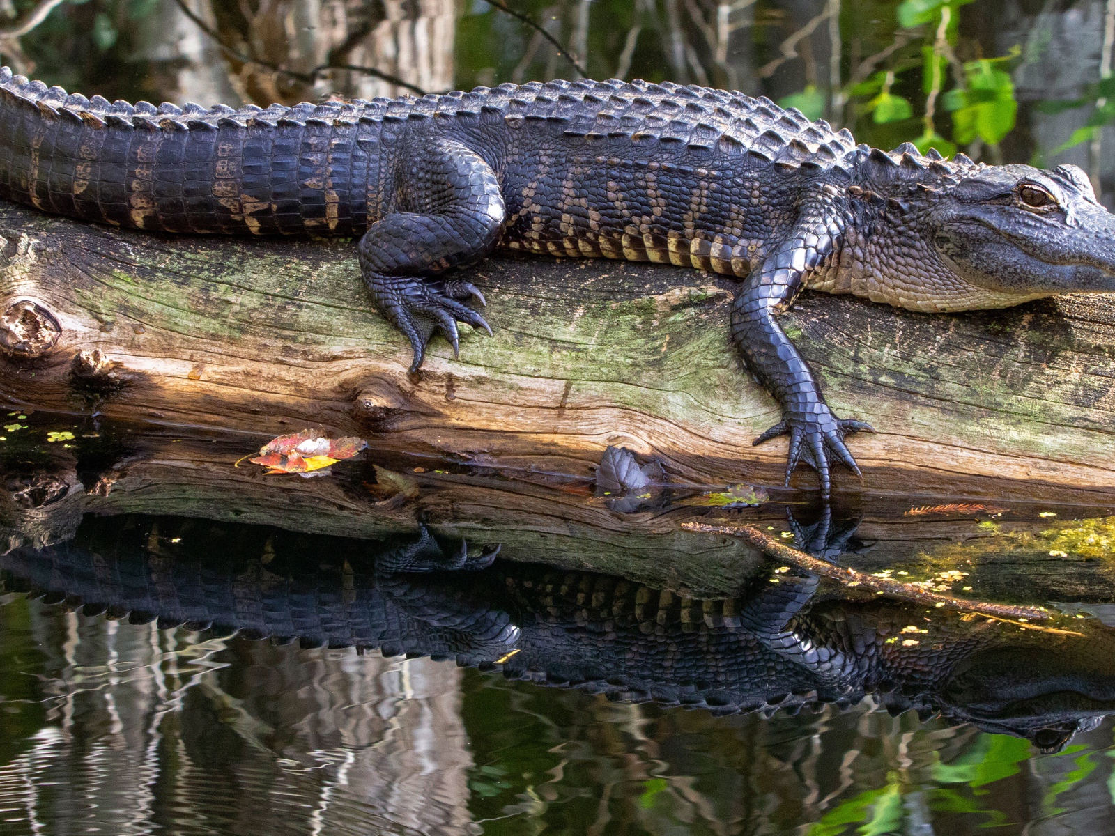 Большой аллигатор лежит на сухом дереве в воде