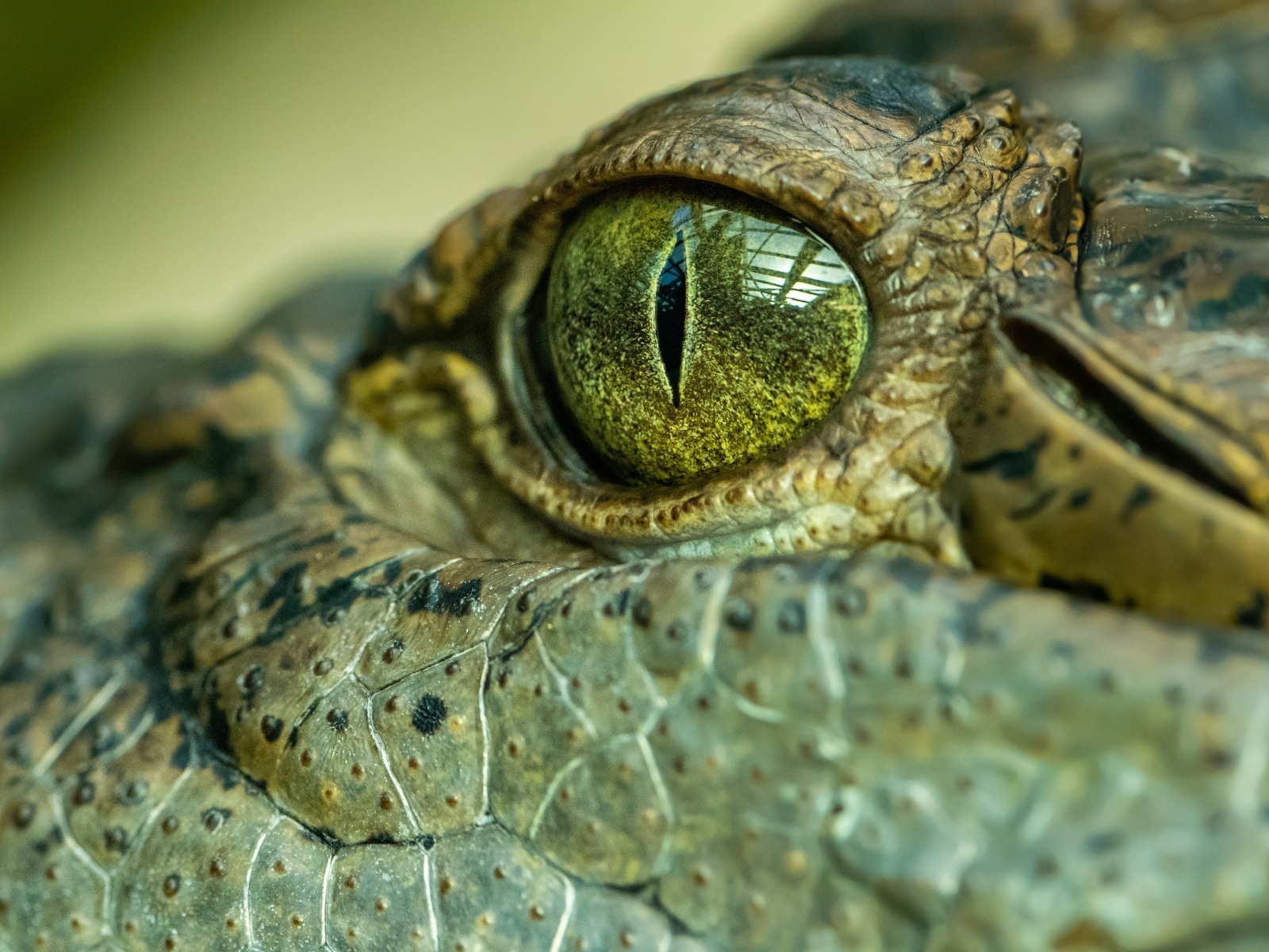 Глаз большого крокодила 