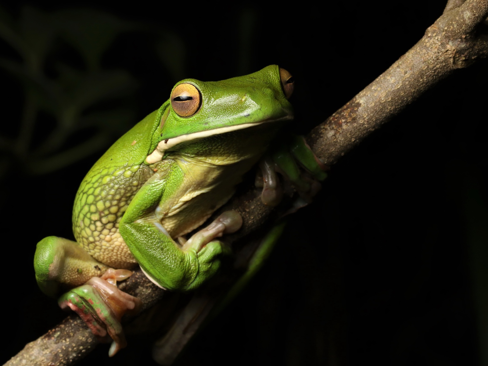 Большая зеленая лягушка сидит на ветке