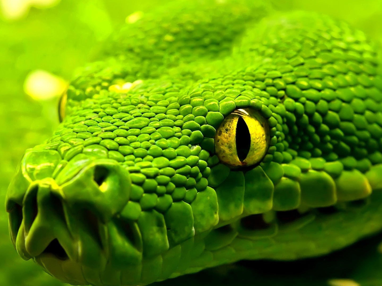 Big green snake with yellow eyes close-up