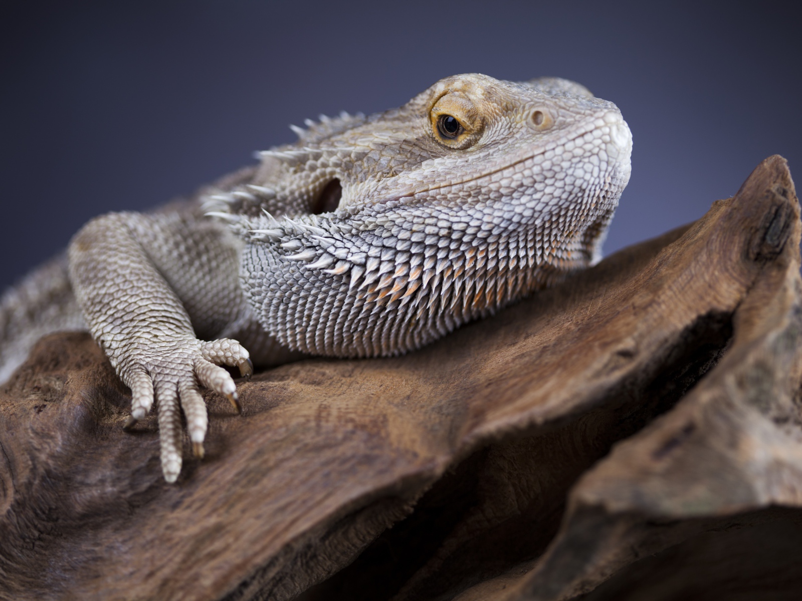 Большая игуана сидит на сухом дереве 