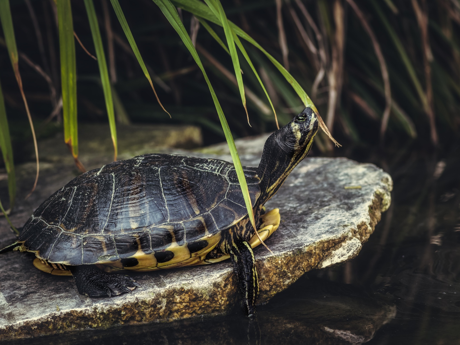Большая черепаха на камне у воды