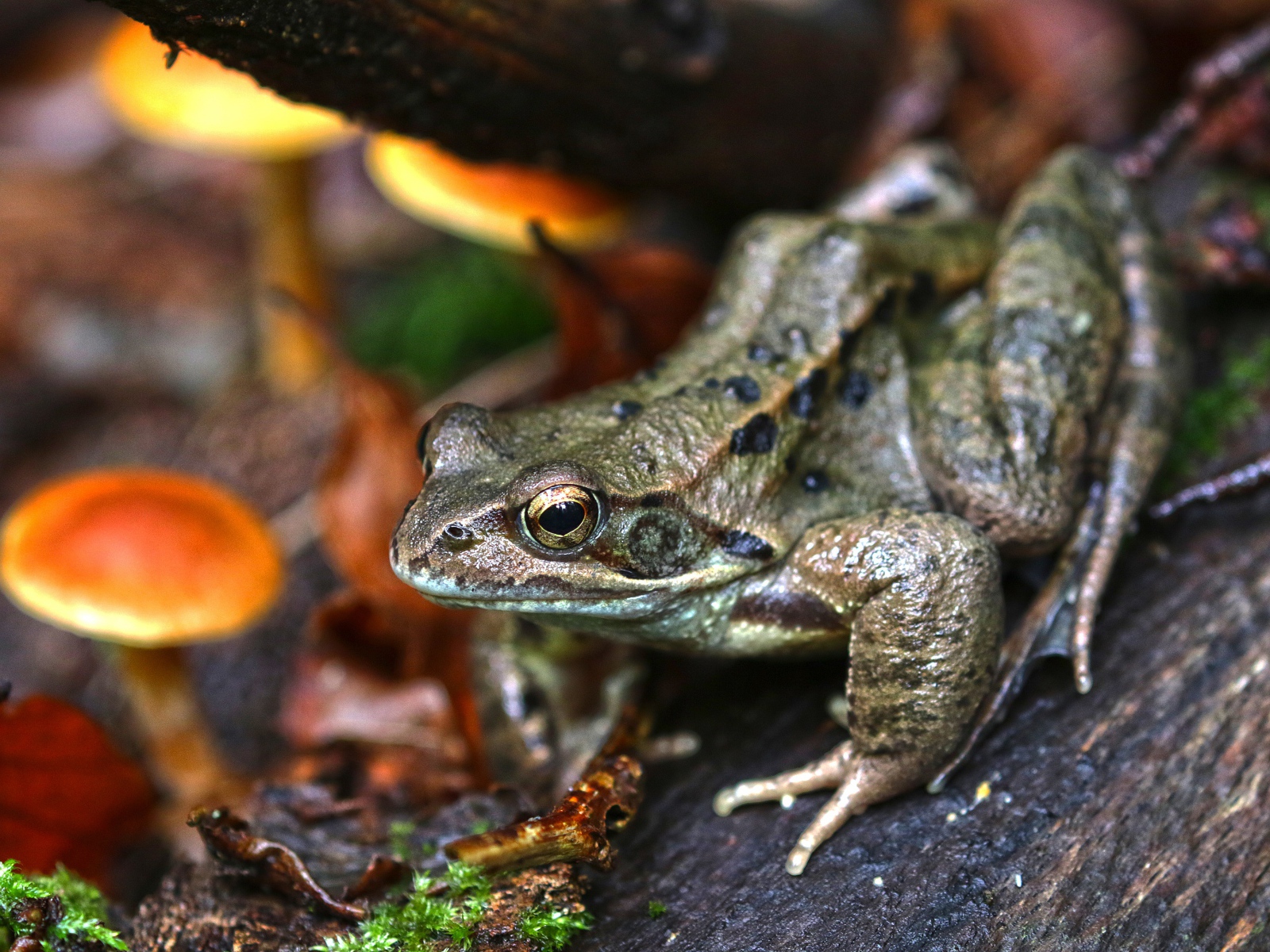 Зеленая жаба на дереве в лесу