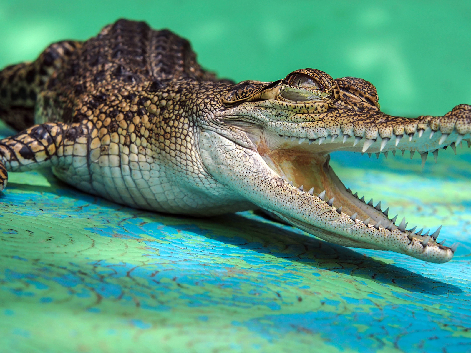 Open-jawed alligator with sharp teeth