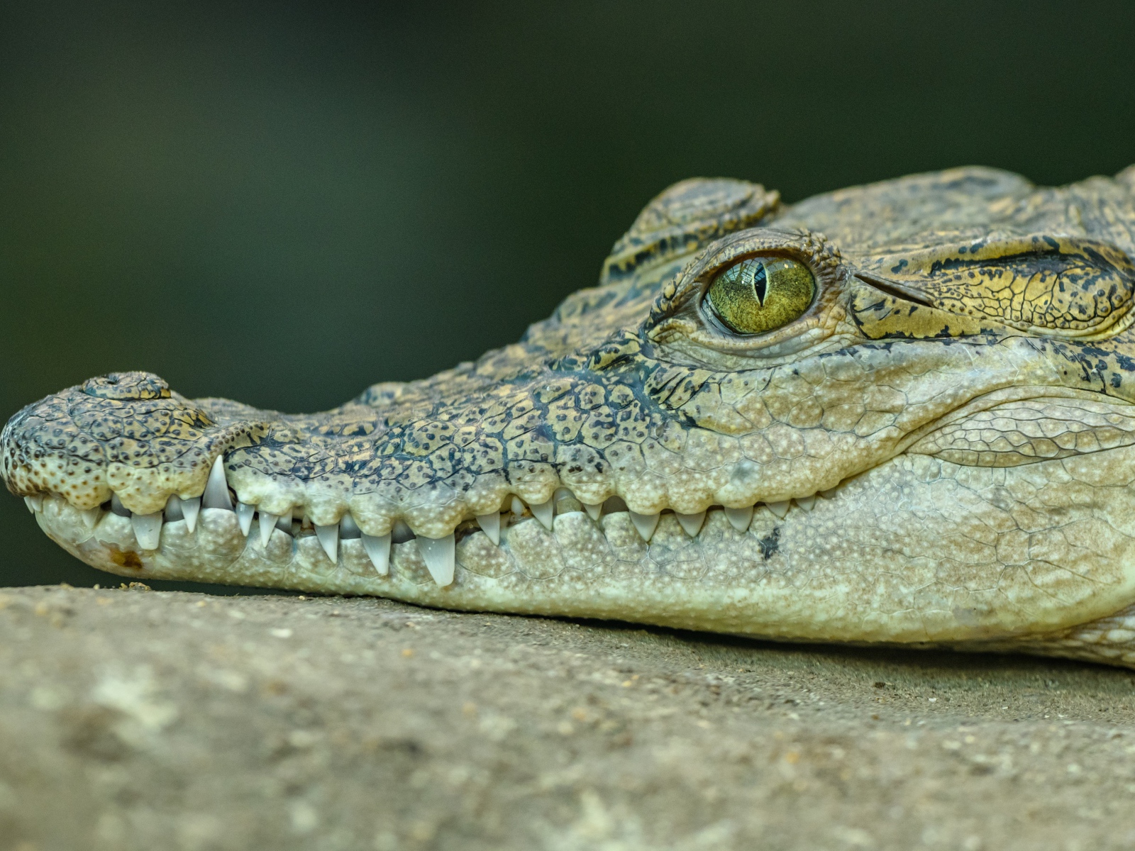 The head of a large alligator with sharp teeth