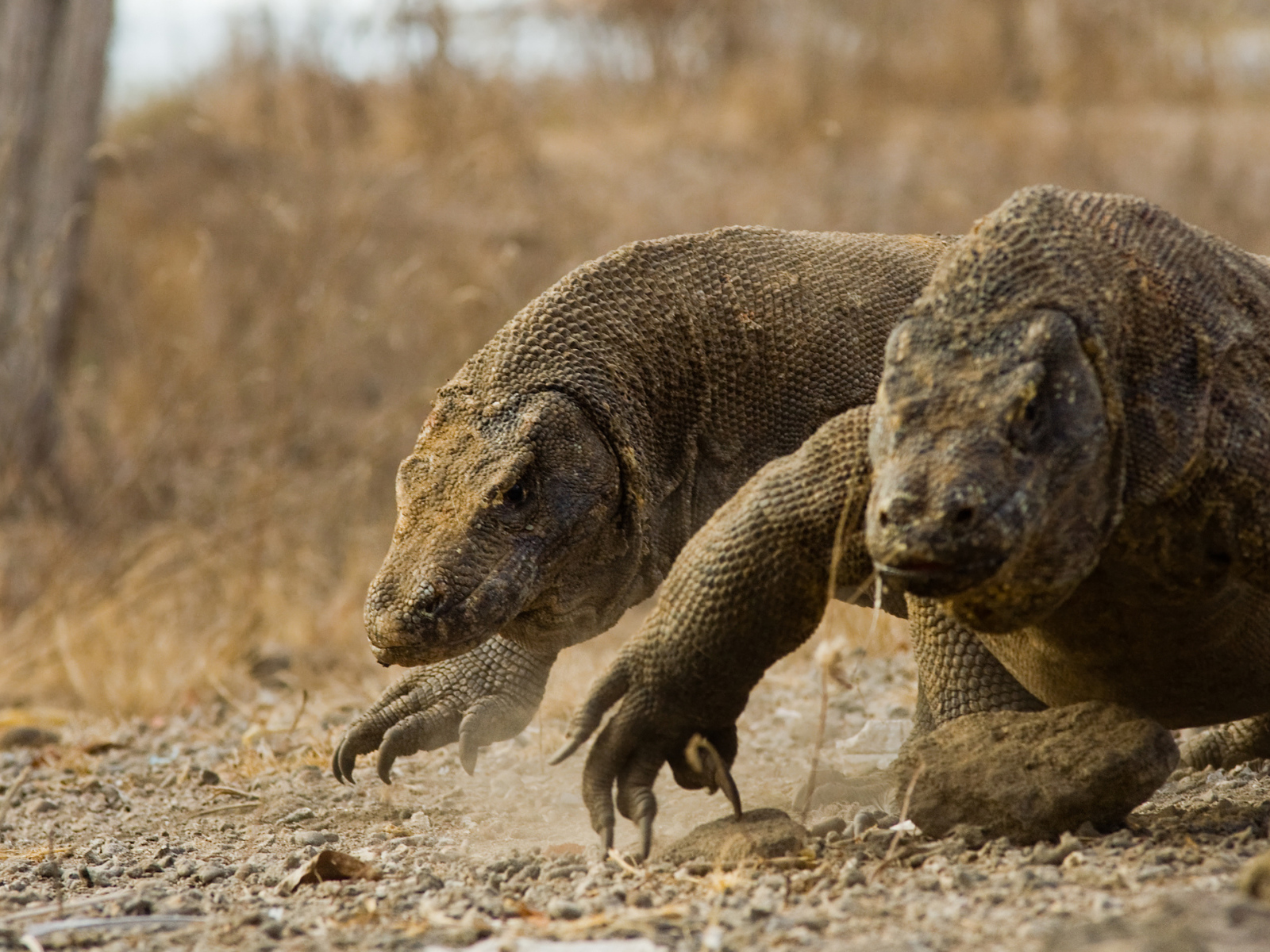 Два больших дракона комодо идут по земле 