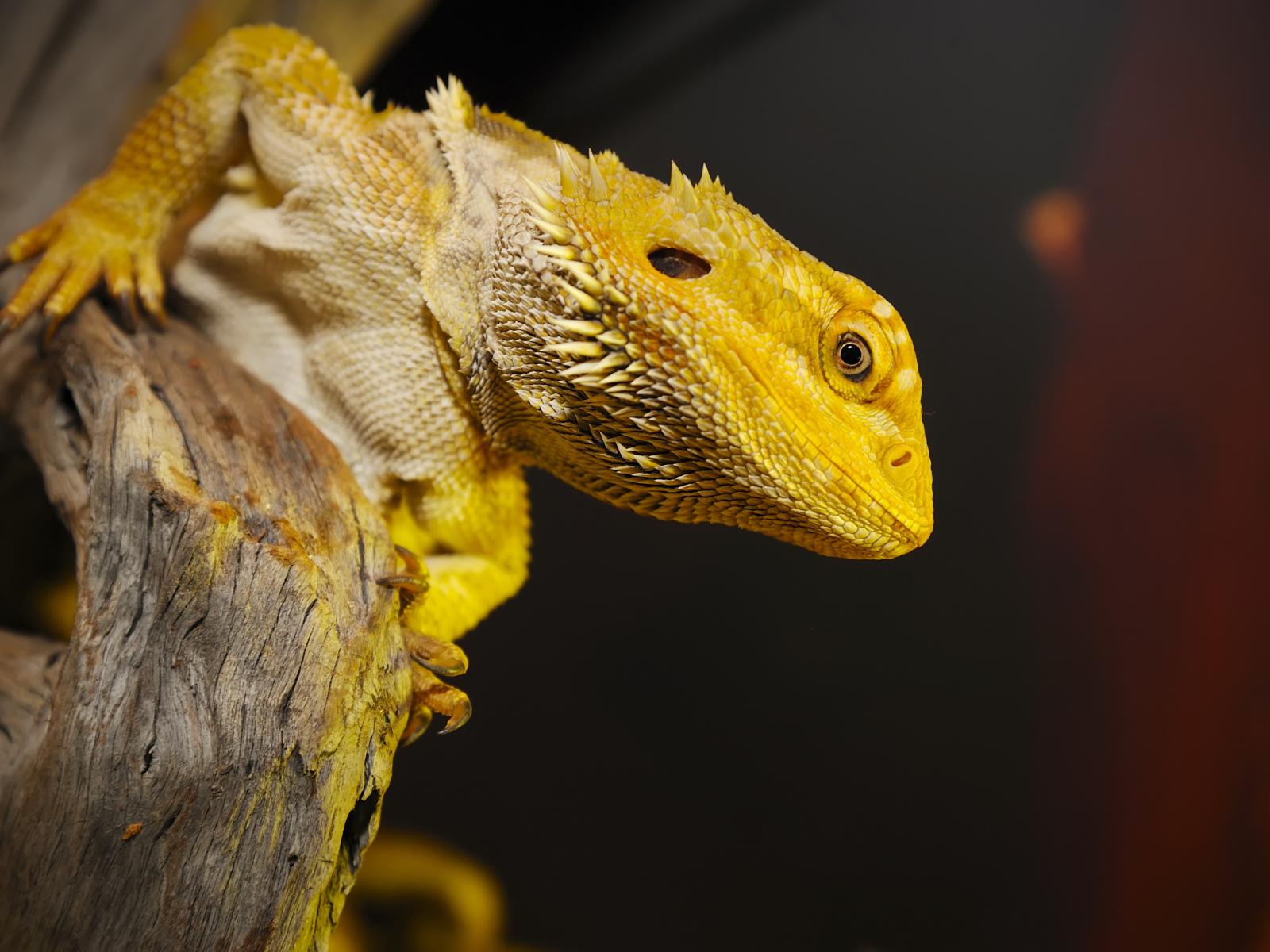 Желтая игуана сидит на сухом дереве