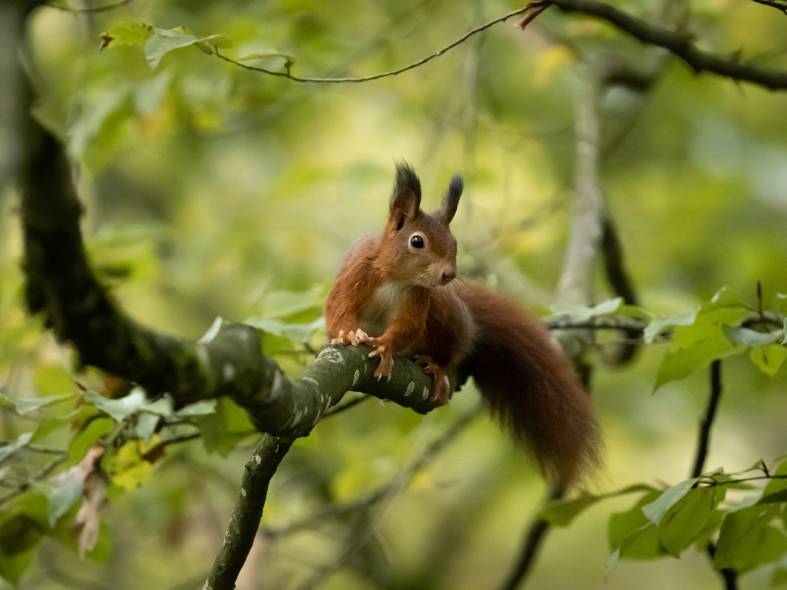 Пушистый хвост быстрой белки сидящей на дереве 