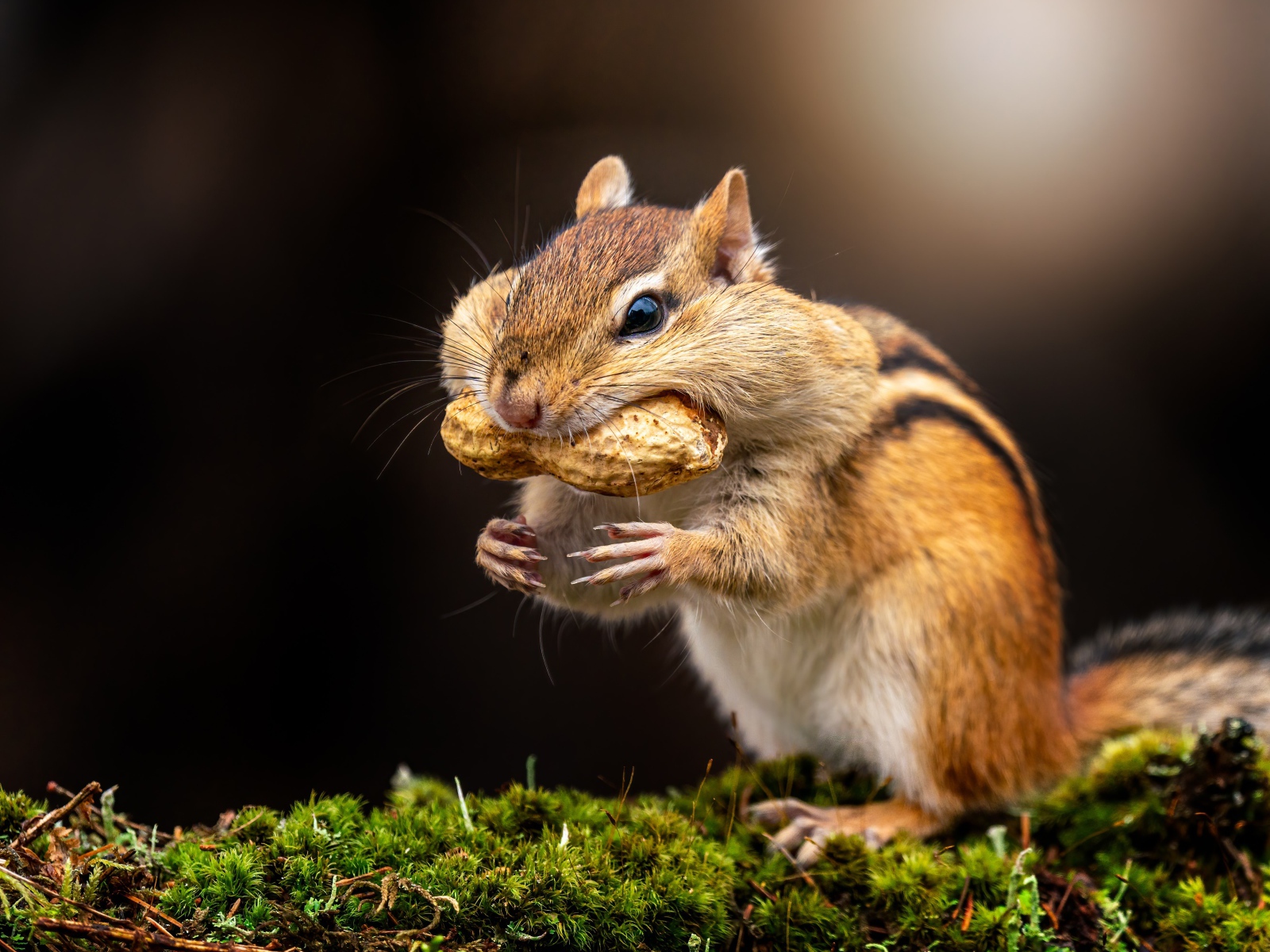 Смешной бурундук держит орех в зубах