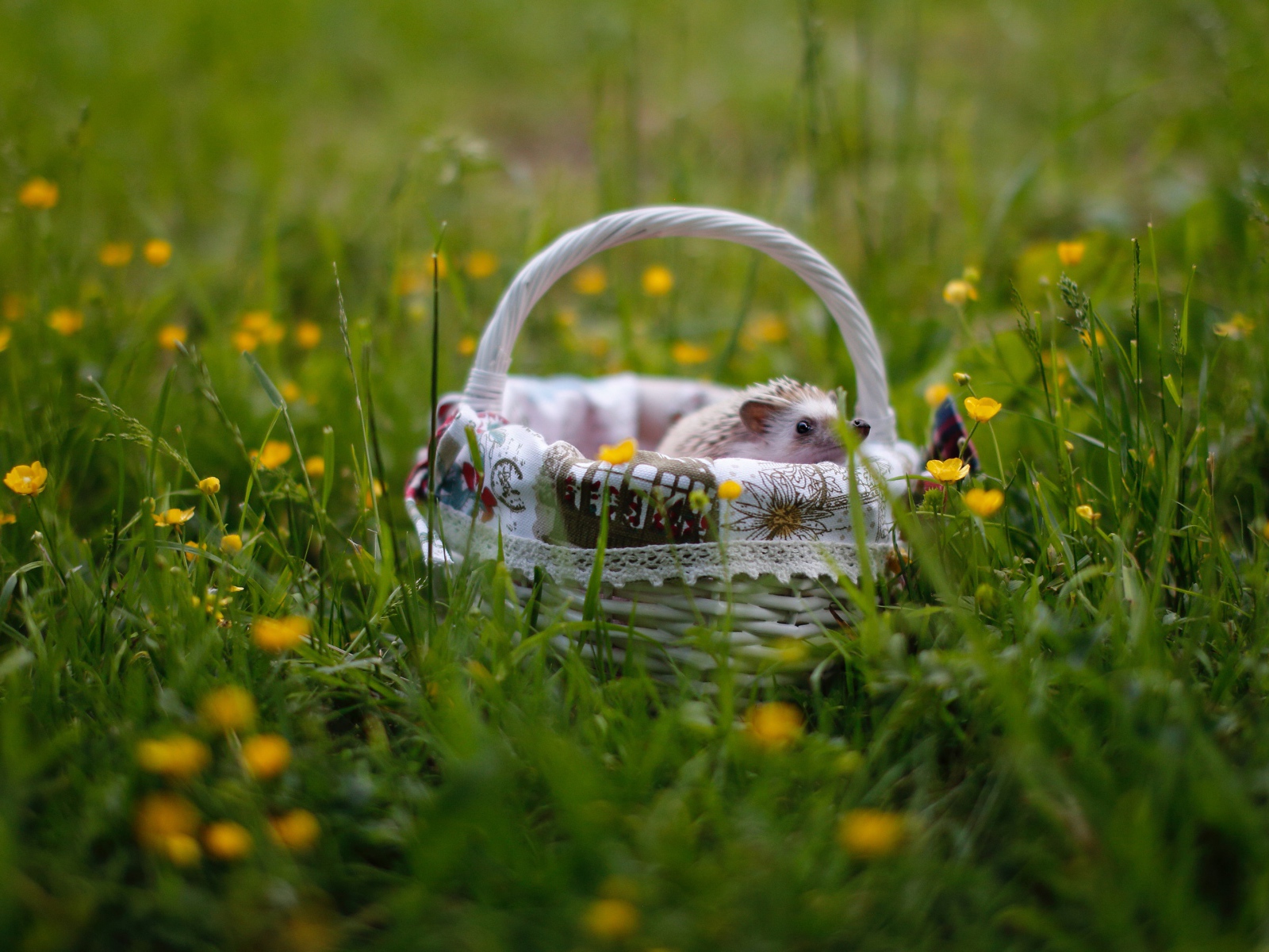Little hedgehog in a basket on green grass