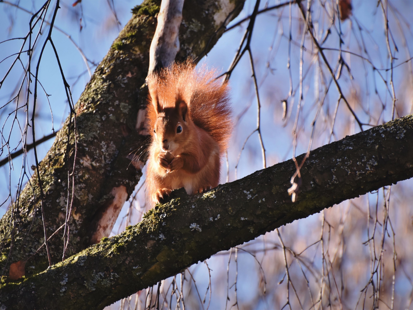 Рыжая белка с пушистым хвостом грызет орех на дереве