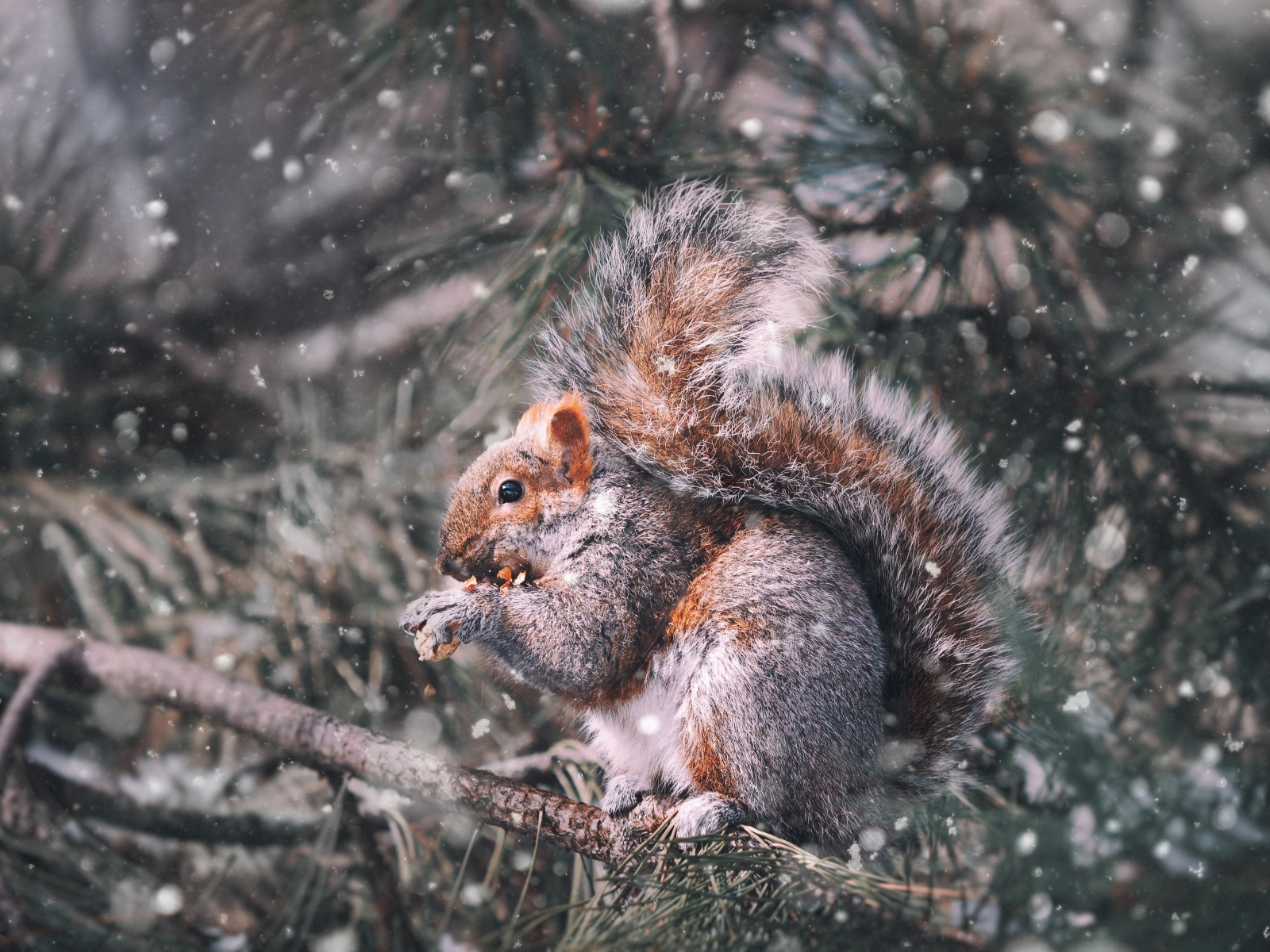 Белка грызет орех на ветке сосны зимой
