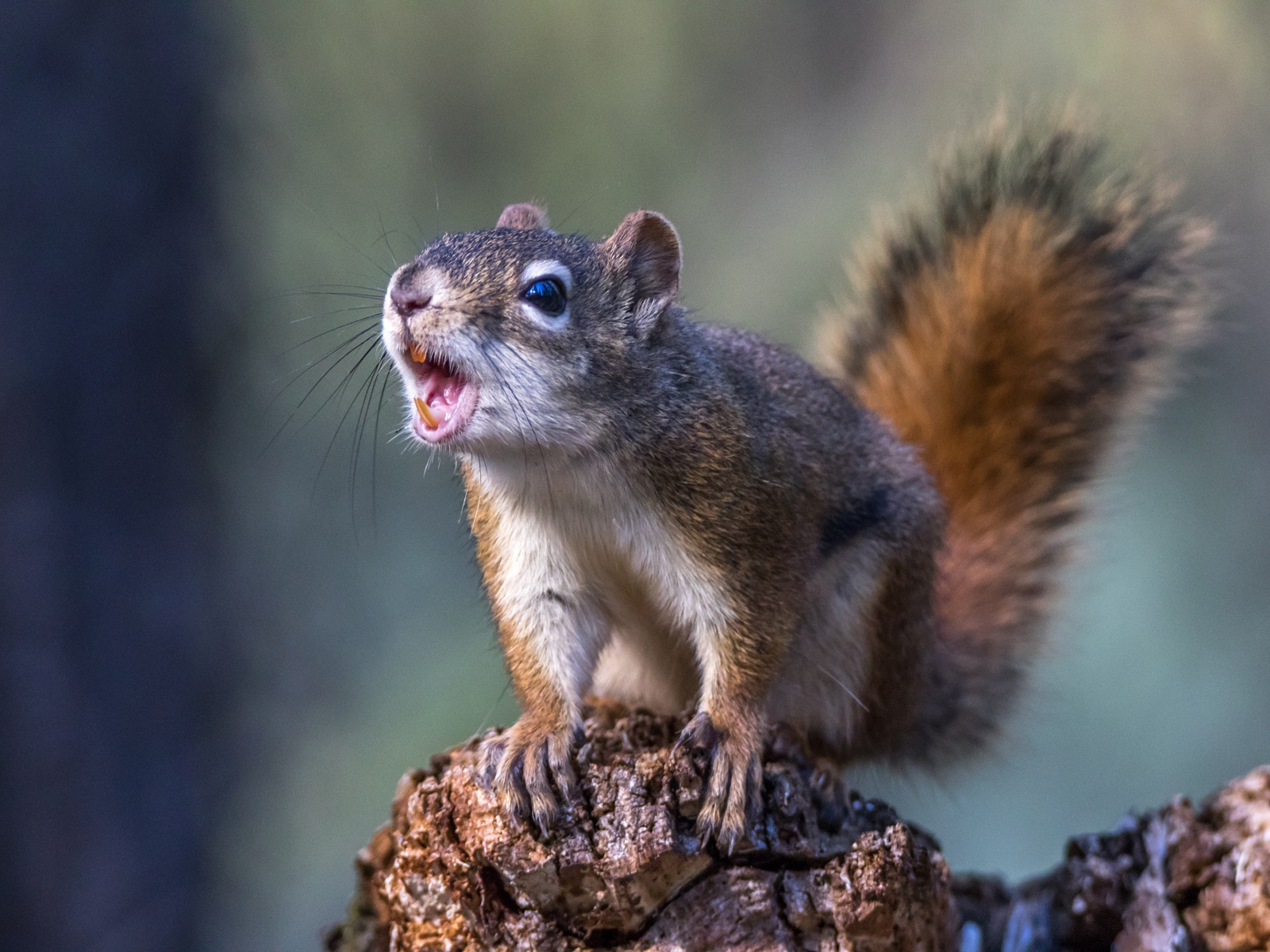 Грозная пушистая белка сидит на камне 
