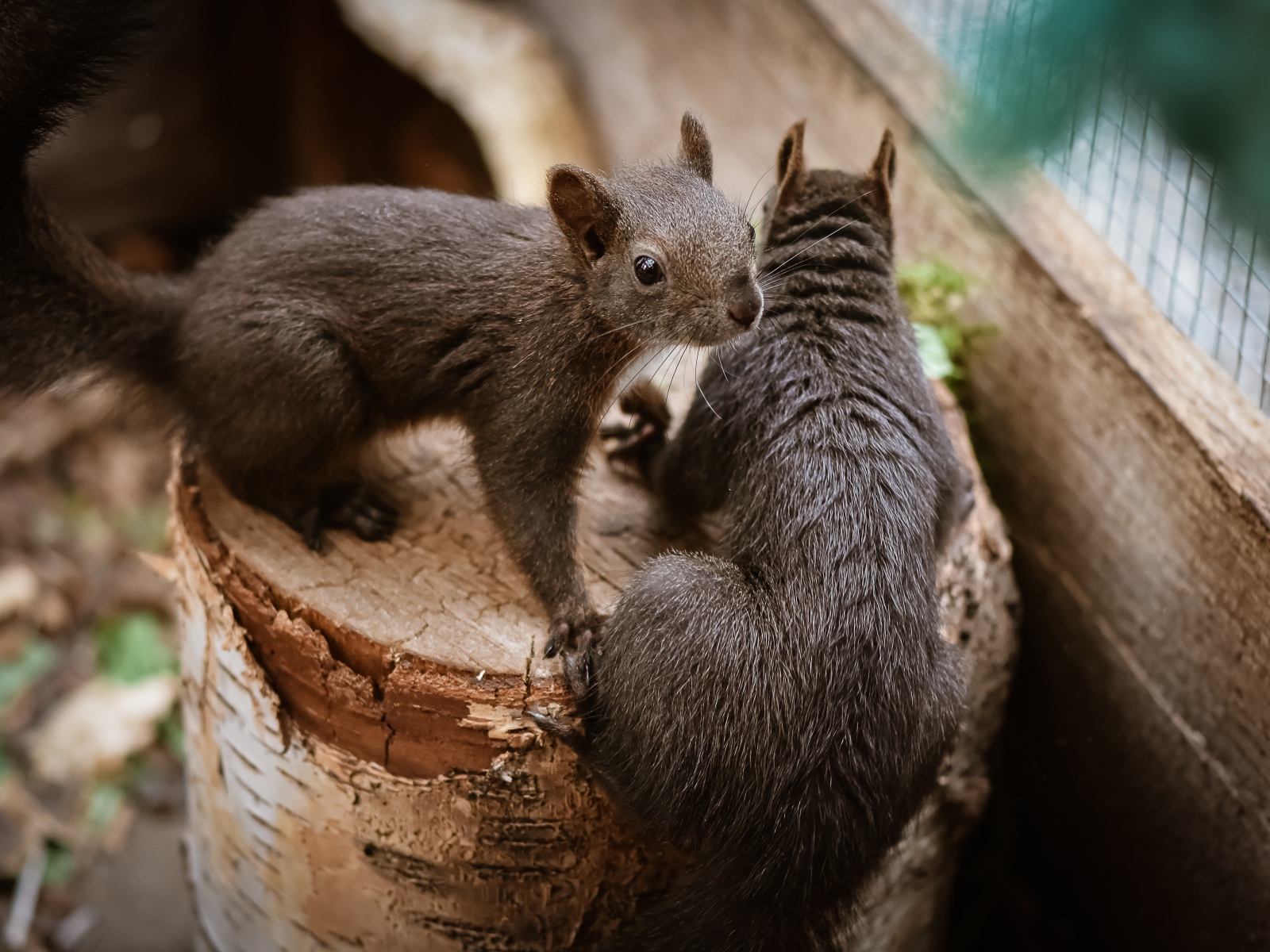 Two squirrels on a tree stump in a cage at the zoo