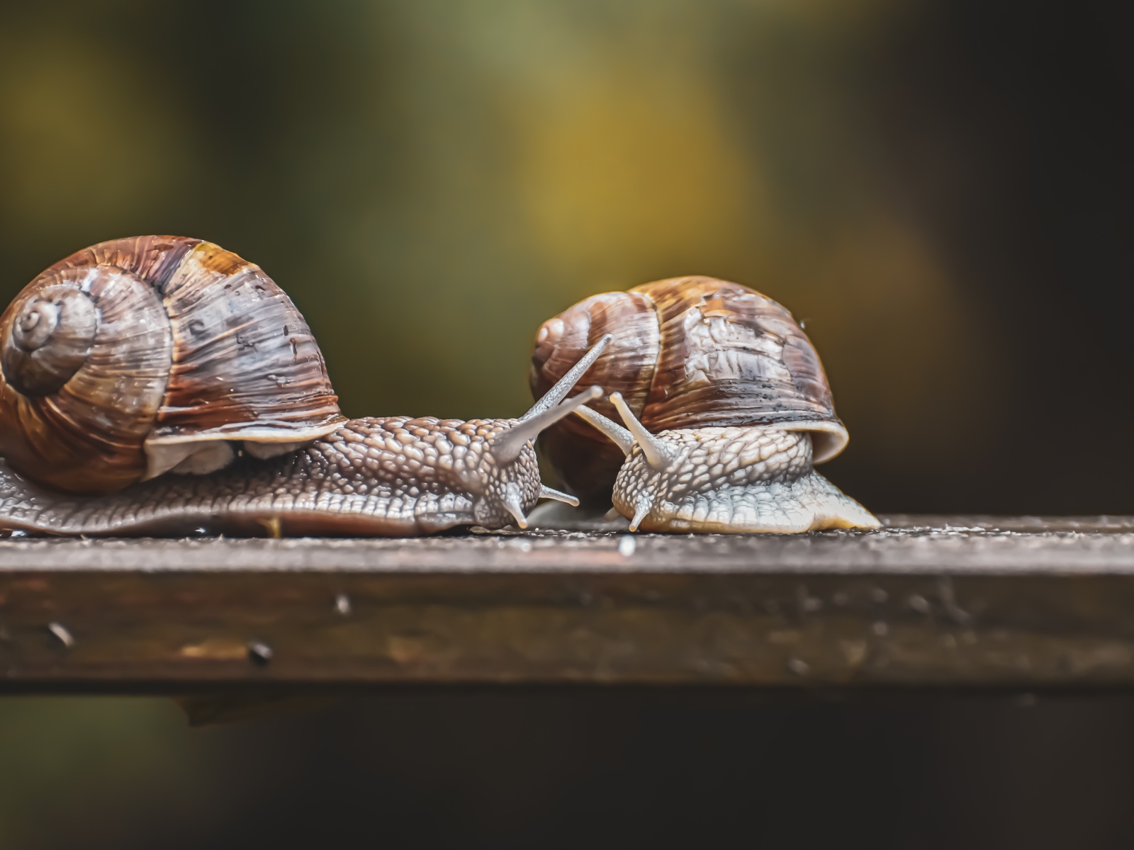 Две большие улитки на деревянном столе 