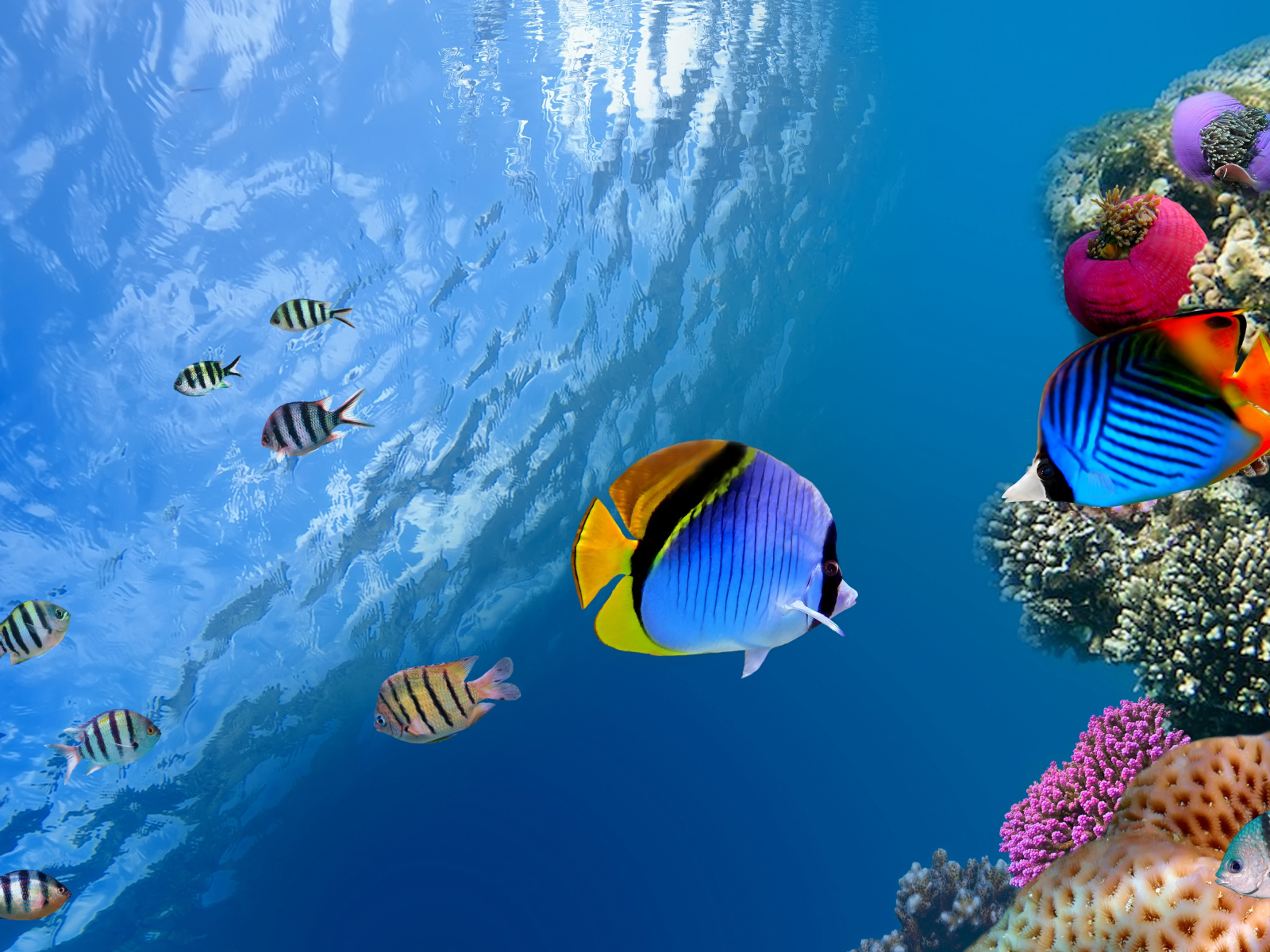 Разноцветные рыбы и кораллы под водой в океане 