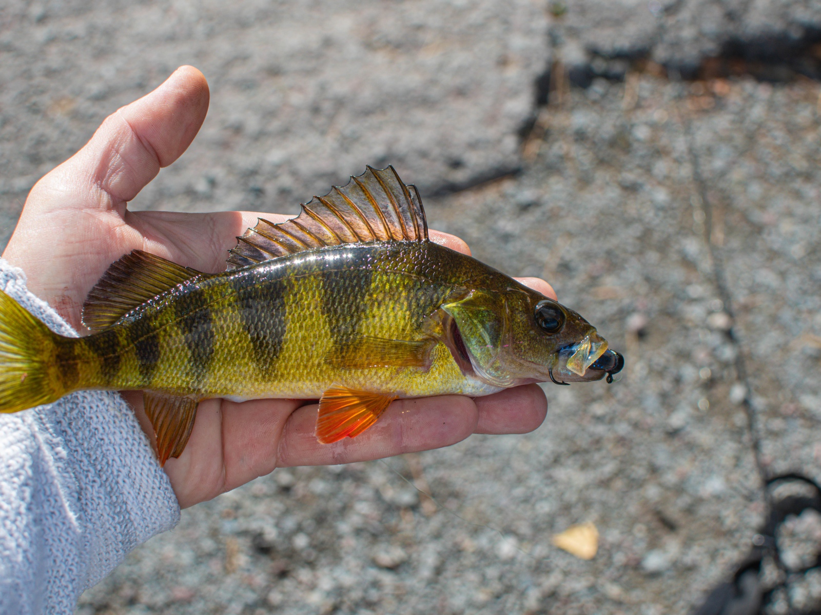 Рыба ерш на руке рыбака