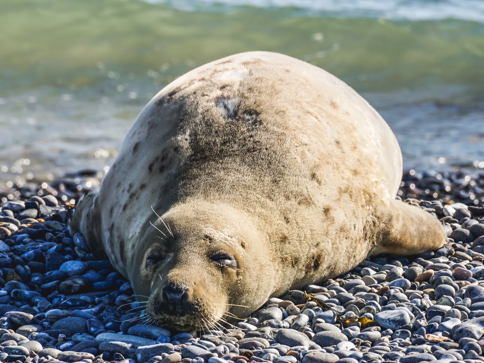 Ленивый морской котик лежит на камнях 
