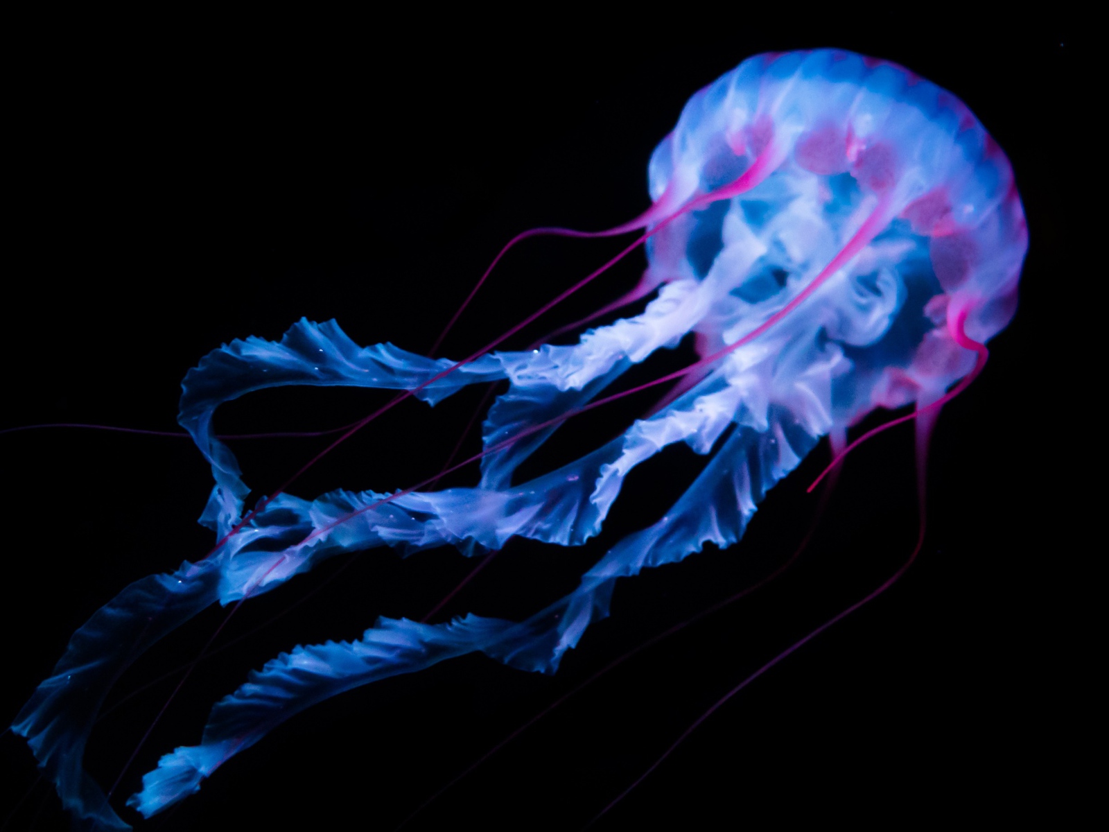 Неоновая медуза плывет на черном фоне