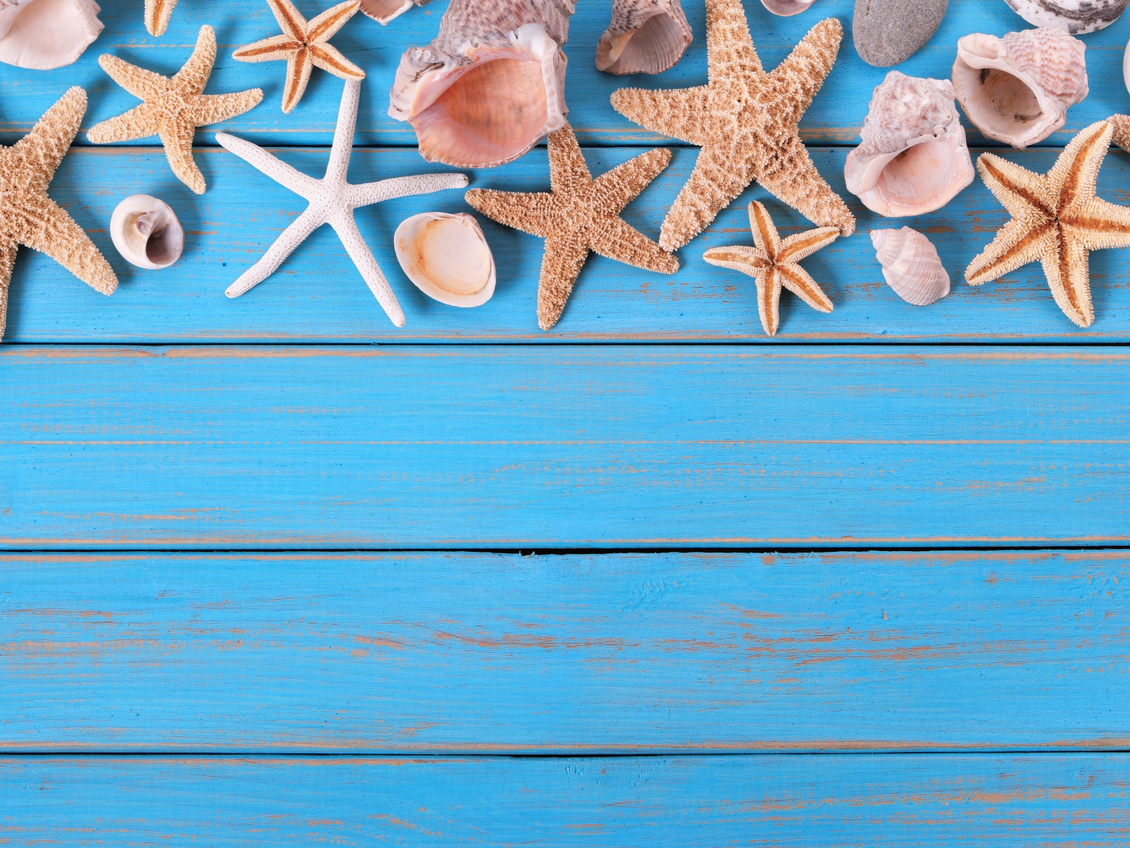 Ракушки и морские звезды на голубом деревянном фоне