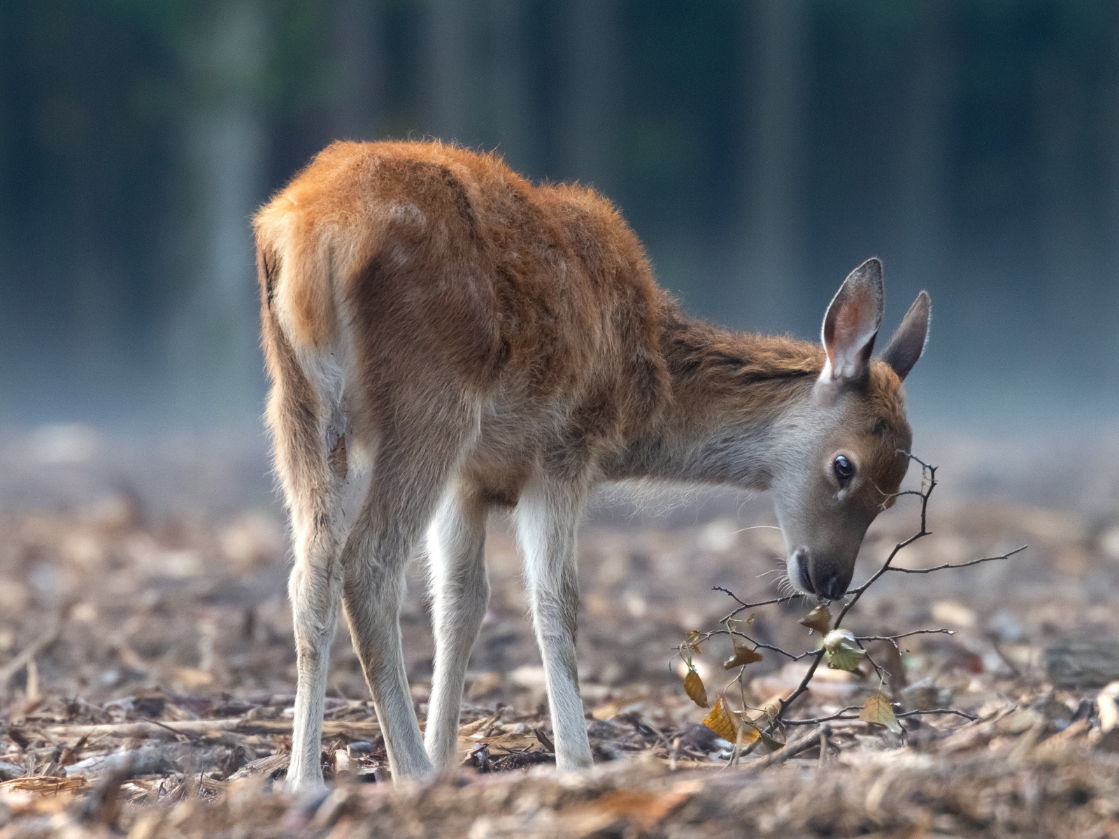 Самка оленя пасется в лесу